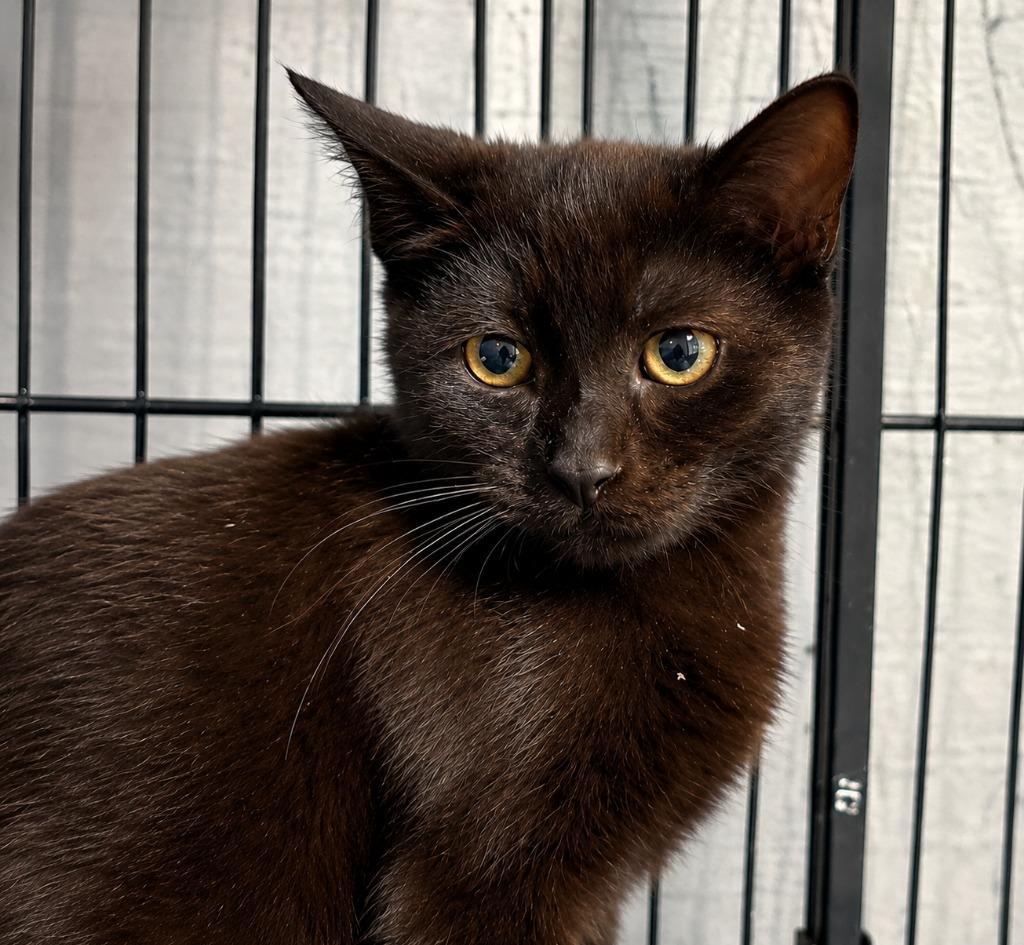 Enlarge Chloe, a Adoptable mixed breed in Warren, MI image 1/1