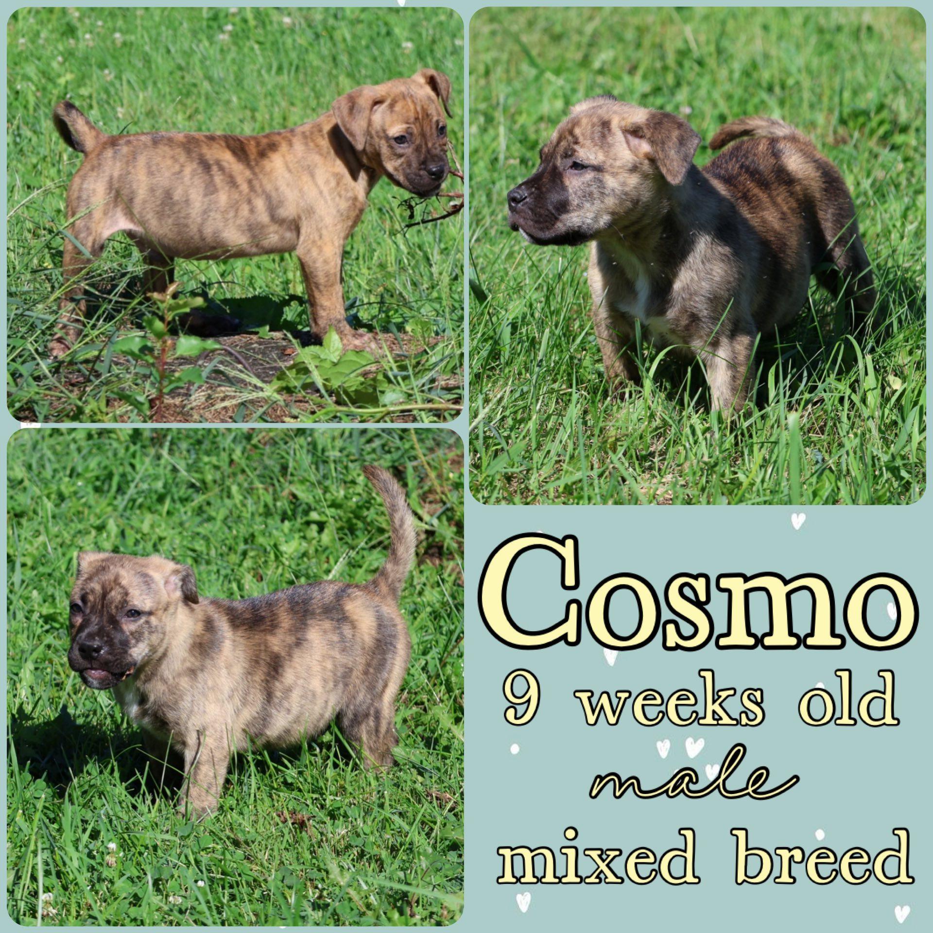 Cosmo, Adopted, Young Male Pit Bull Terrier.