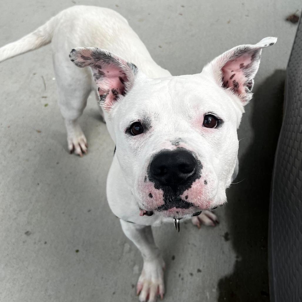 Dakota, Adoptable, Senior Male American Staffordshire Terrier & Mixed Breed.