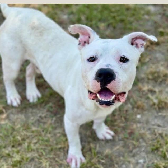 Dakota, a Adoptable mixed breed in Dover, NH image 2/6