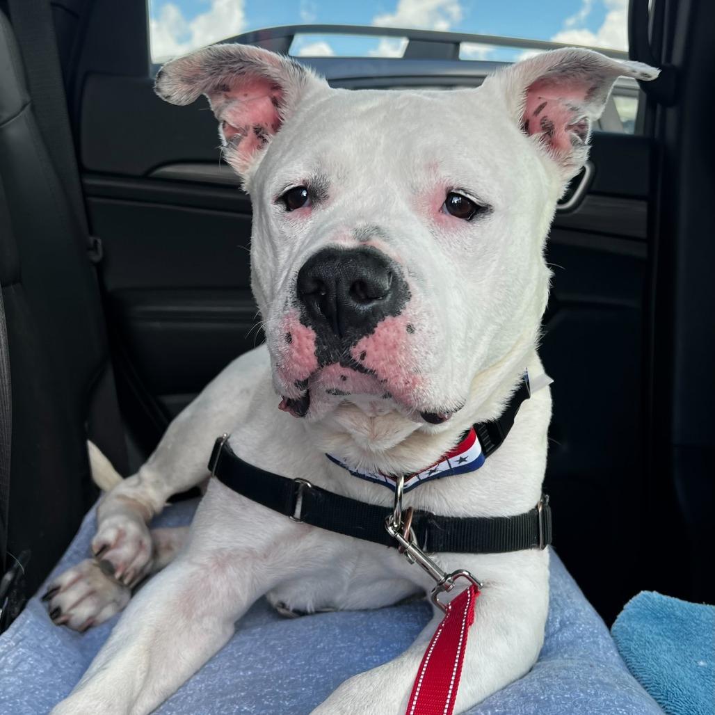 Dakota, a Adoptable mixed breed in Dover, NH image 3/6