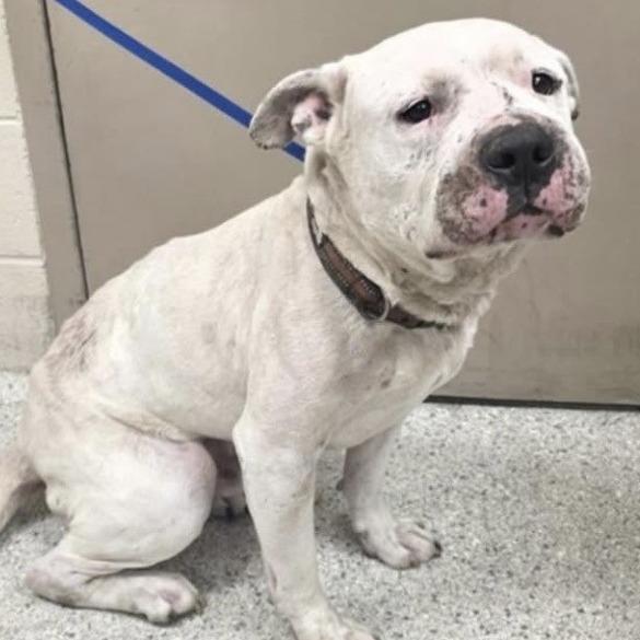 Dakota, a Adoptable mixed breed in Dover, NH image 4/6