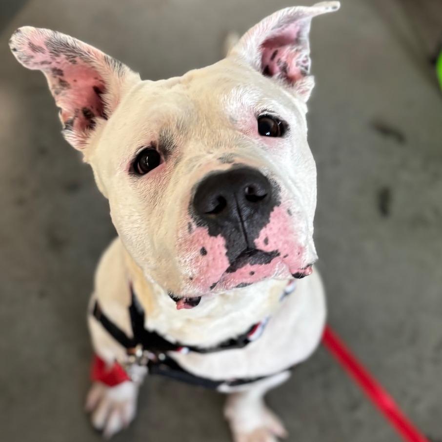 Dakota, a Adoptable mixed breed in Dover, NH image 5/6
