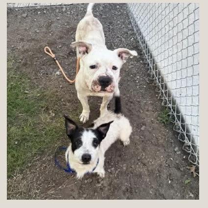 Dakota, a Adoptable mixed breed in Dover, NH image 6/6