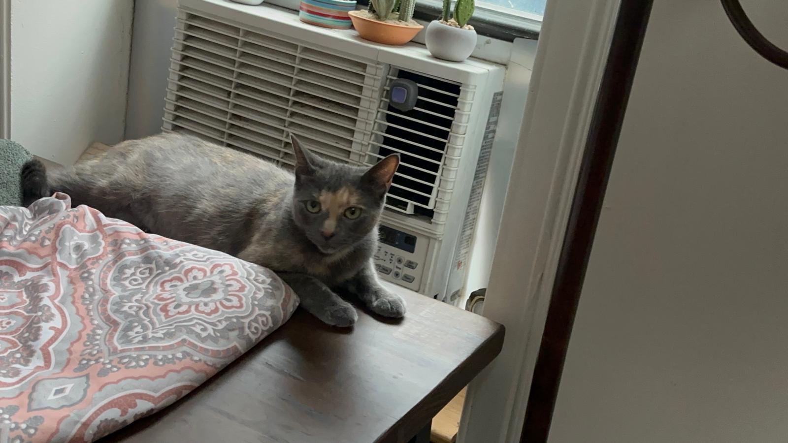 Gracie, a Adoptable American Shorthair in New York, NY image 4/6