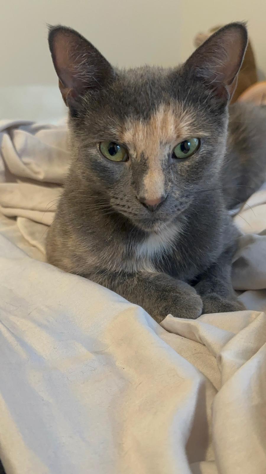 Gracie, a Adoptable American Shorthair in New York, NY image 1/6