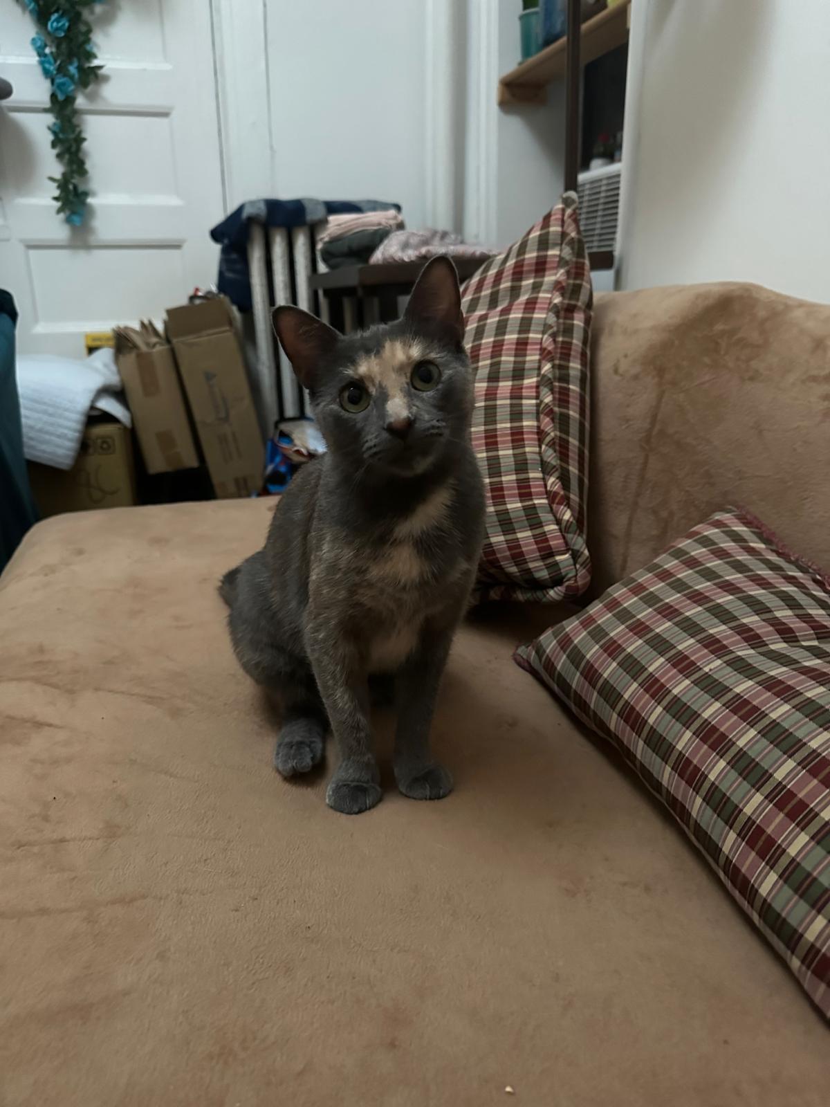 Gracie, a Adoptable American Shorthair in New York, NY image 3/6