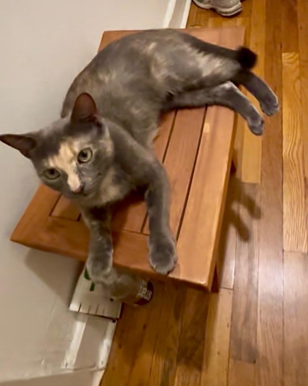 Gracie, a Adoptable American Shorthair in New York, NY image 5/6