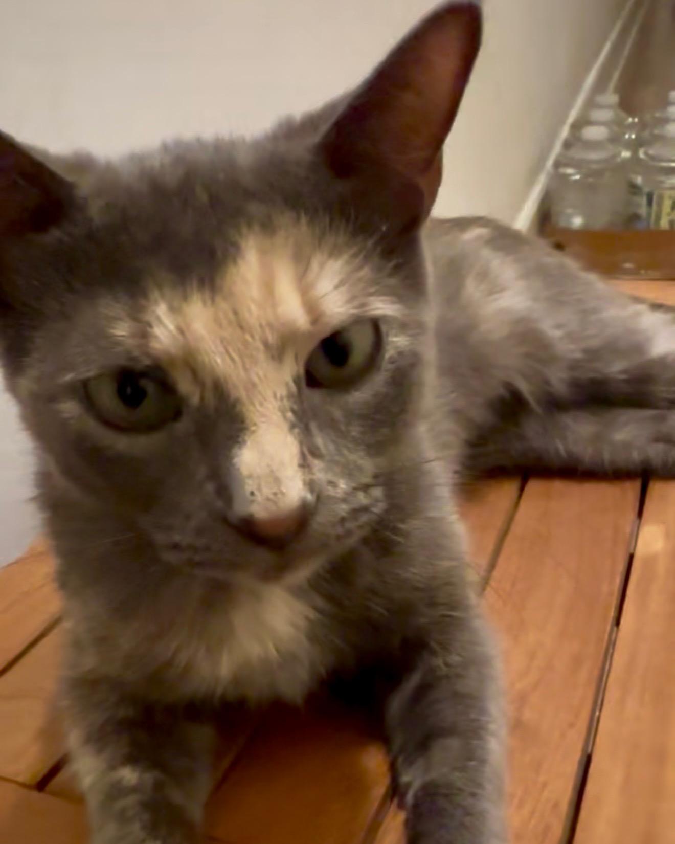 Gracie, a Adoptable American Shorthair in New York, NY image 6/6