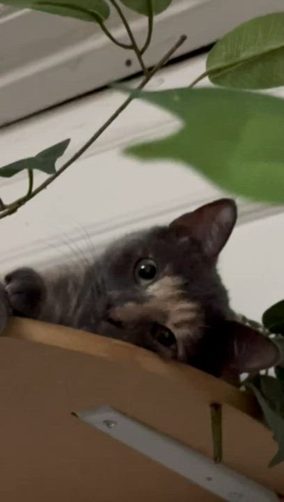 Enlarge Gracie, a Adoptable American Shorthair in New York, NY video 2/6