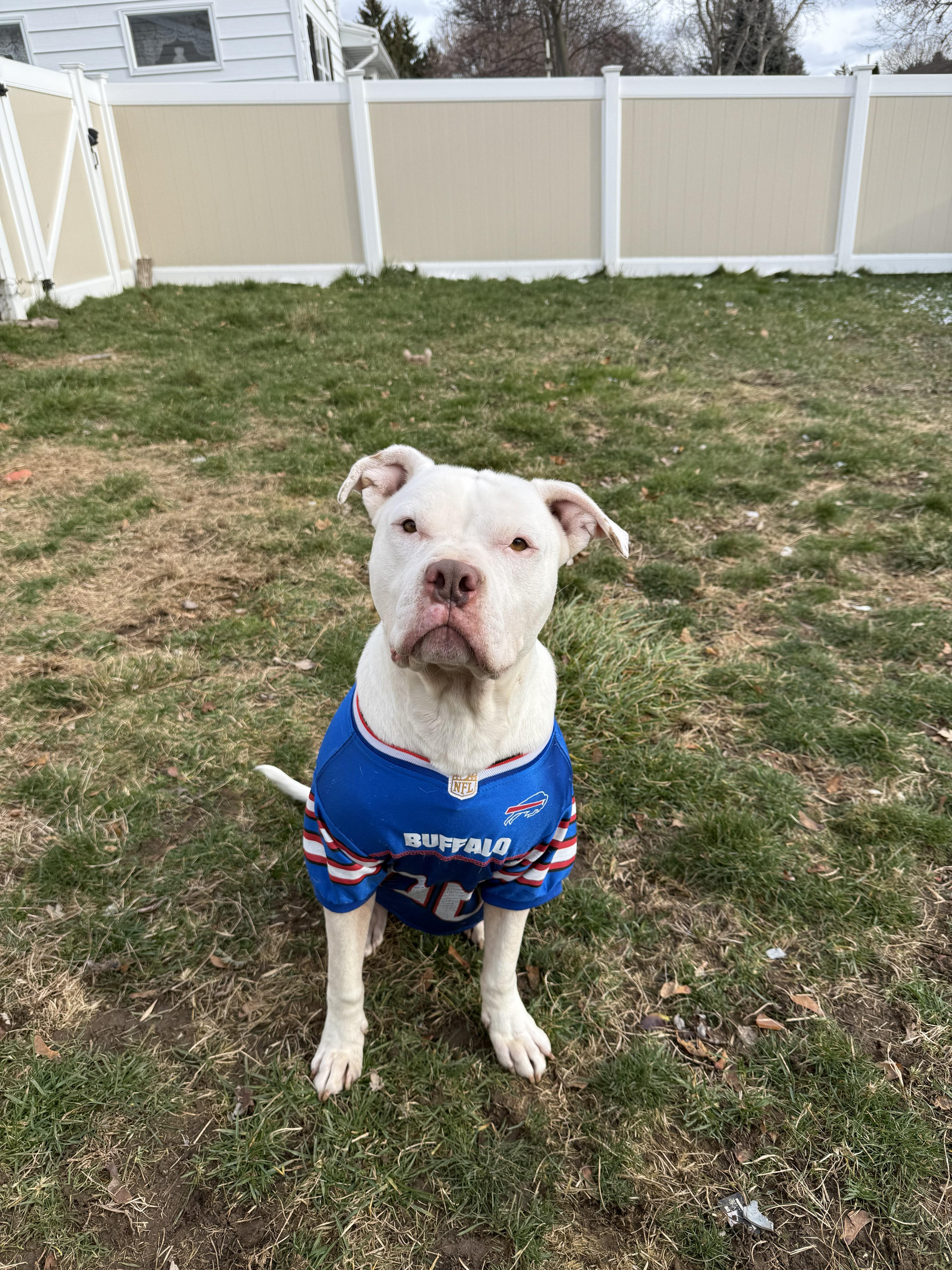 Enlarge Chompy, a Adoptable mixed breed in Hilton, NY image 1/6