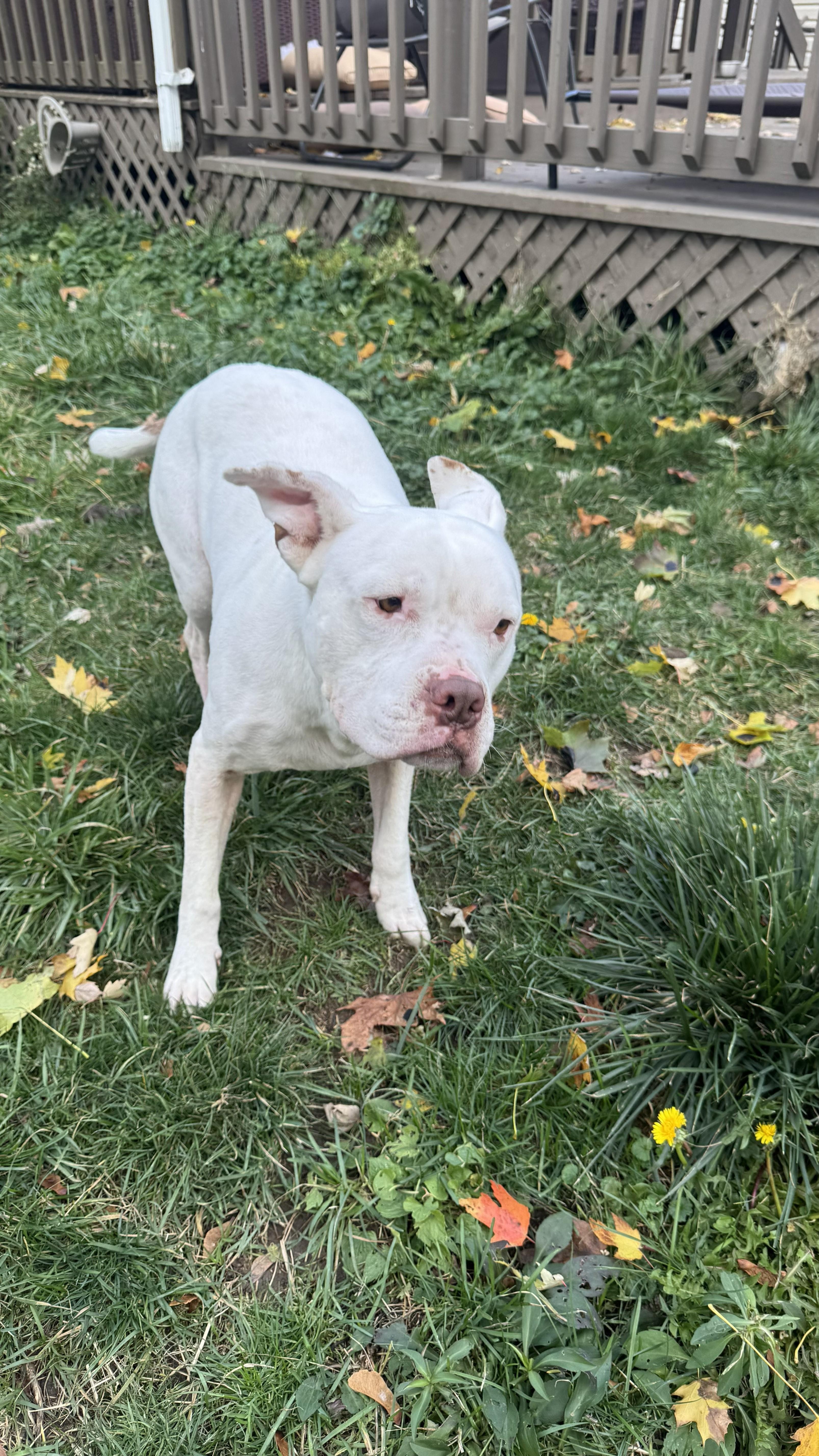 Enlarge Chompy, a Adoptable mixed breed in Hilton, NY image 3/6