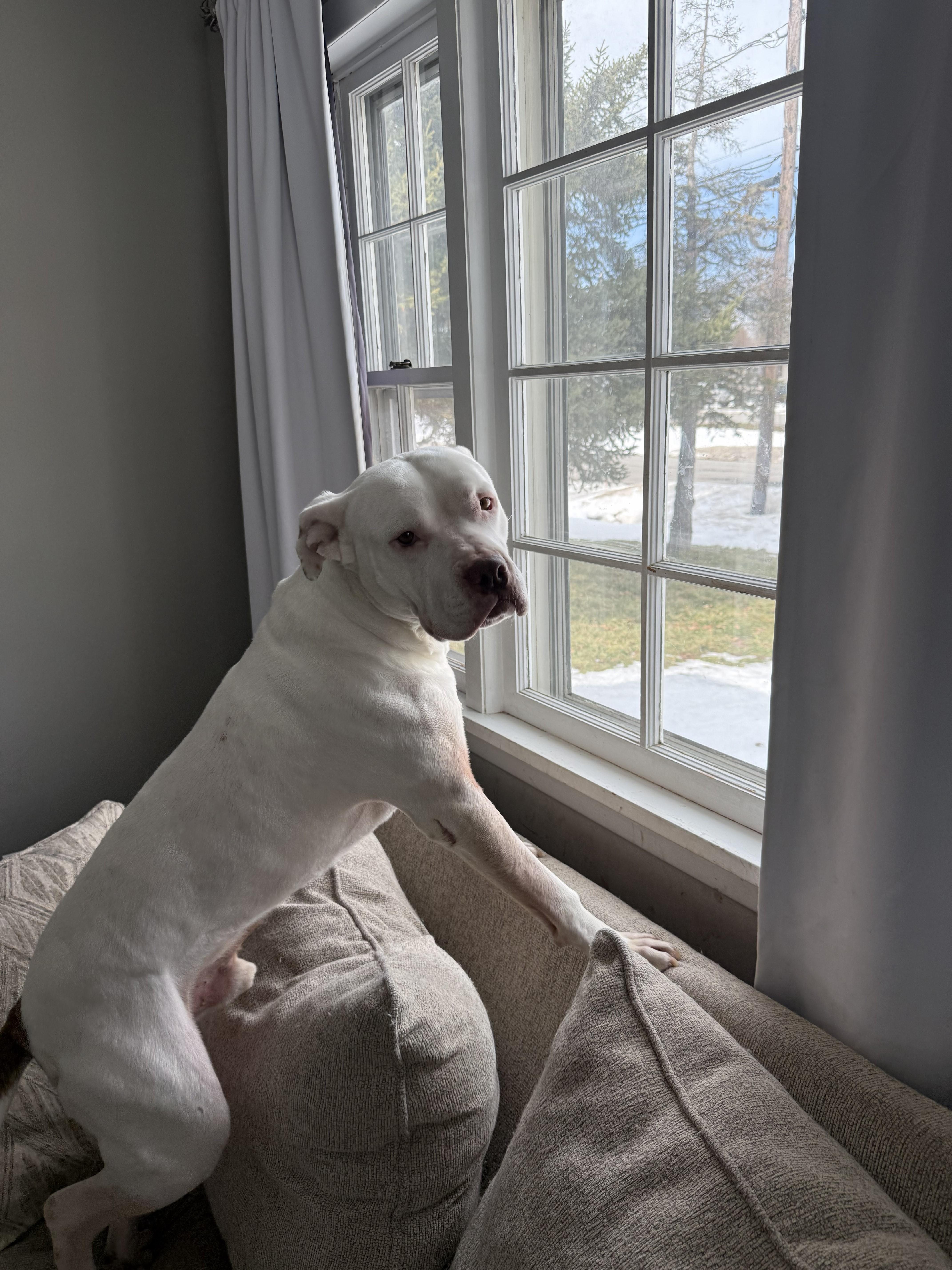 Enlarge Chompy, a Adoptable mixed breed in Hilton, NY image 2/6