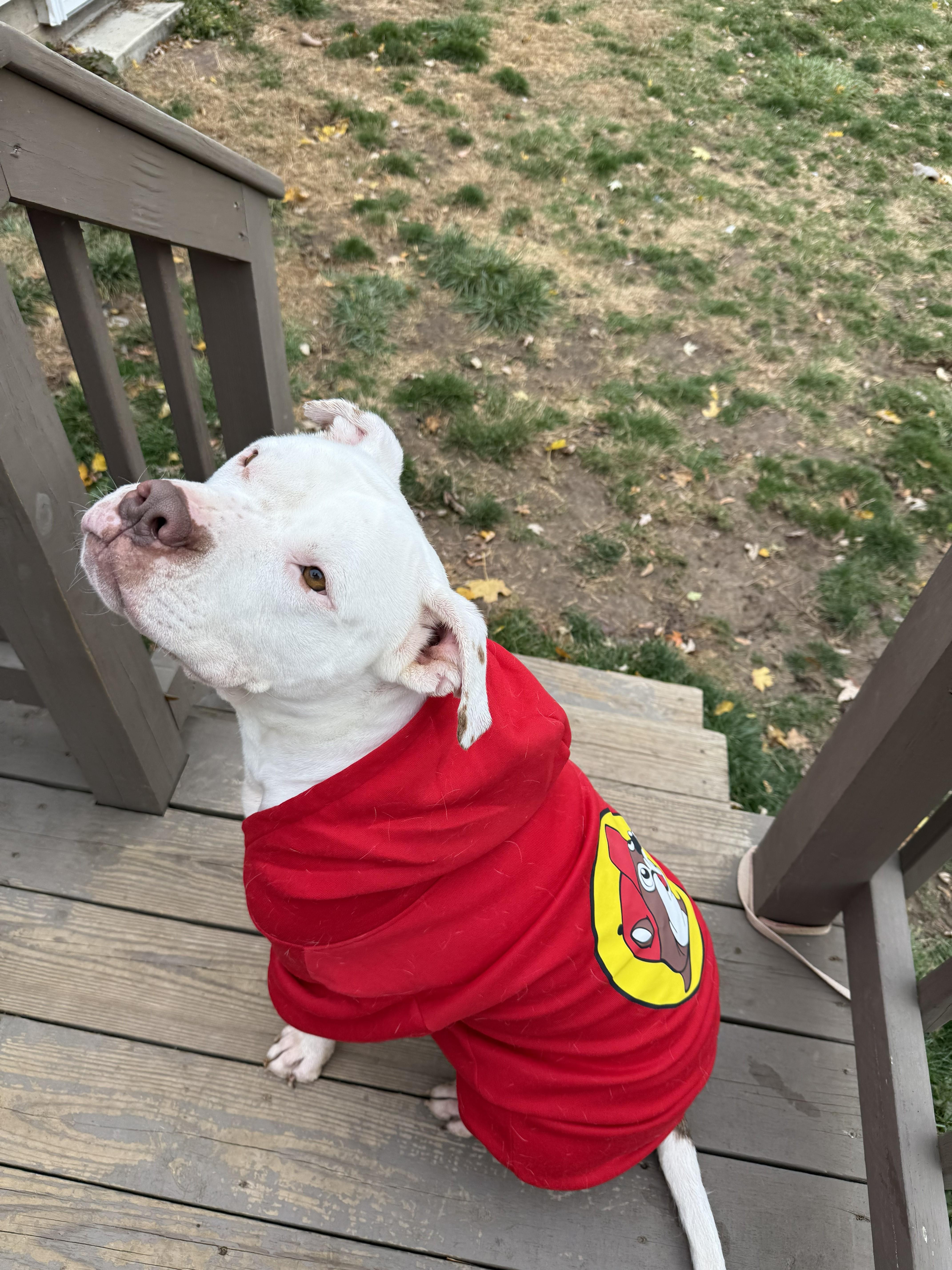 Enlarge Chompy, a Adoptable mixed breed in Hilton, NY image 4/6