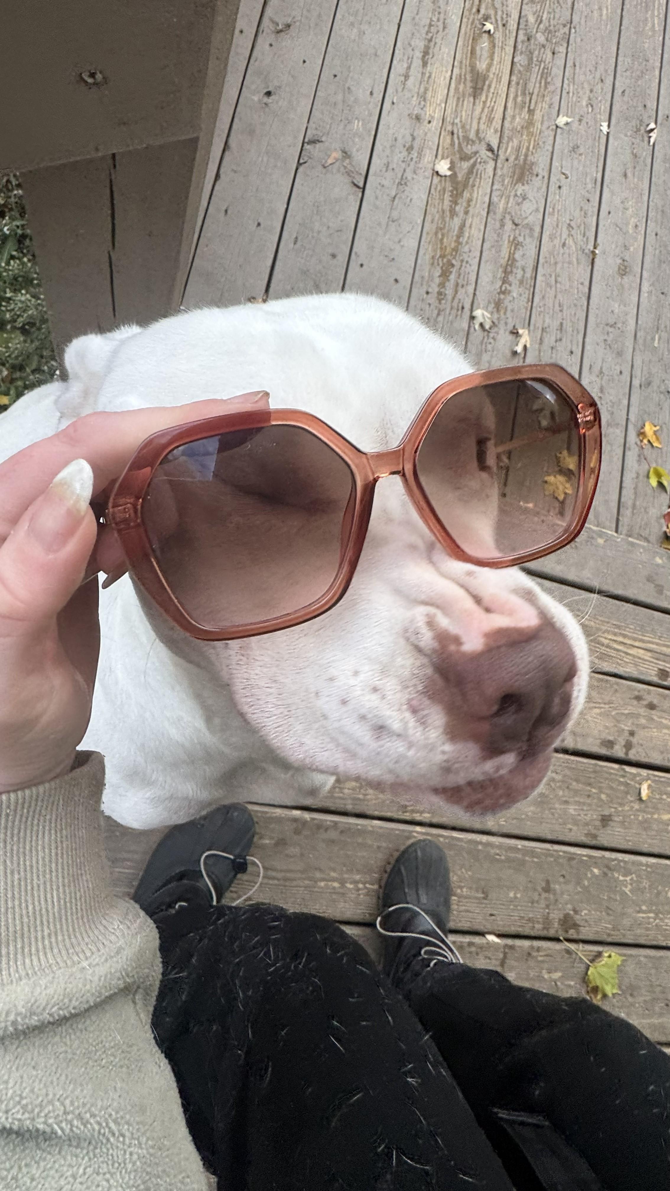 Enlarge Chompy, a Adoptable mixed breed in Hilton, NY image 6/6