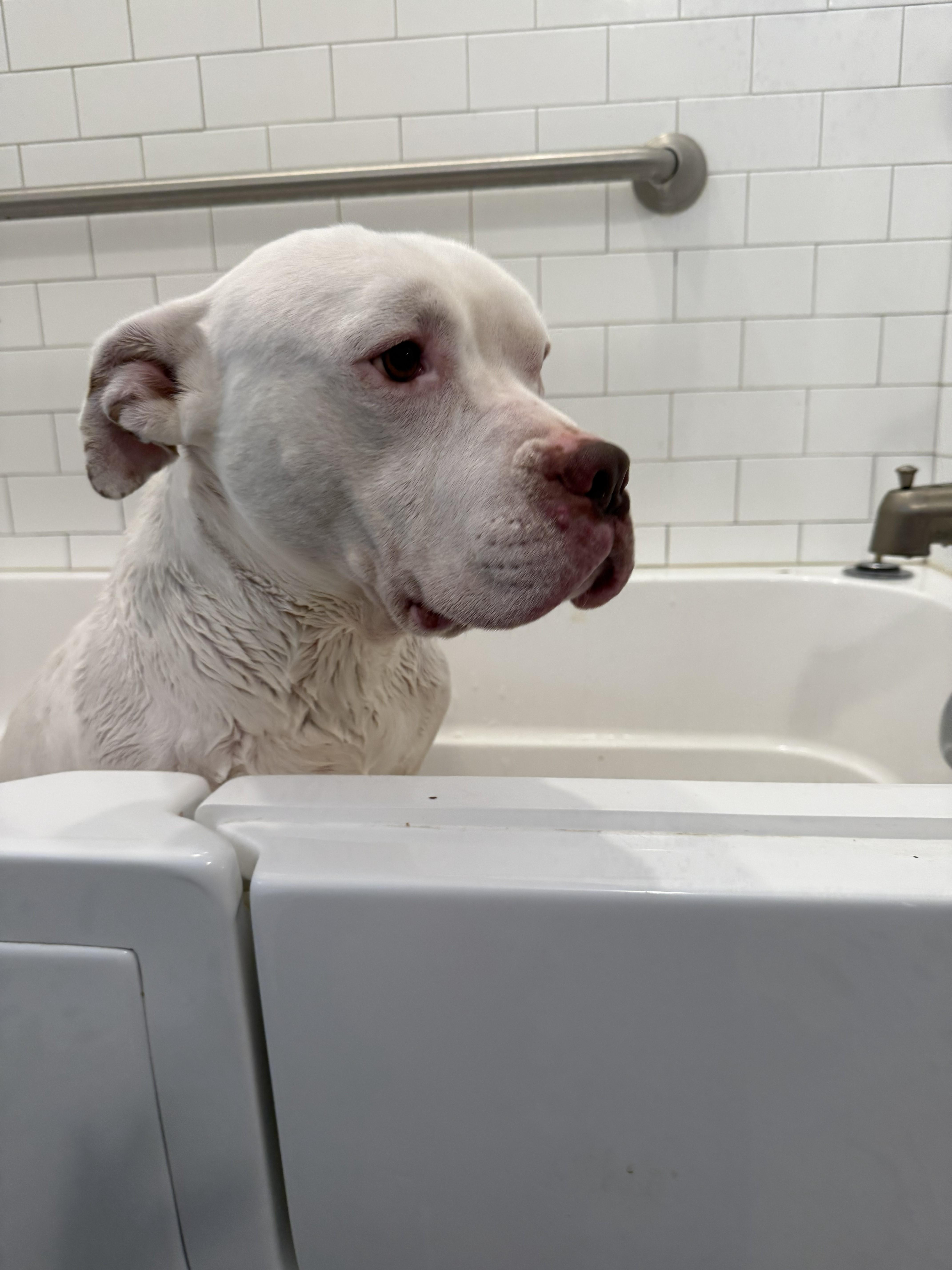 Enlarge Chompy, a Adoptable mixed breed in Hilton, NY image 5/6