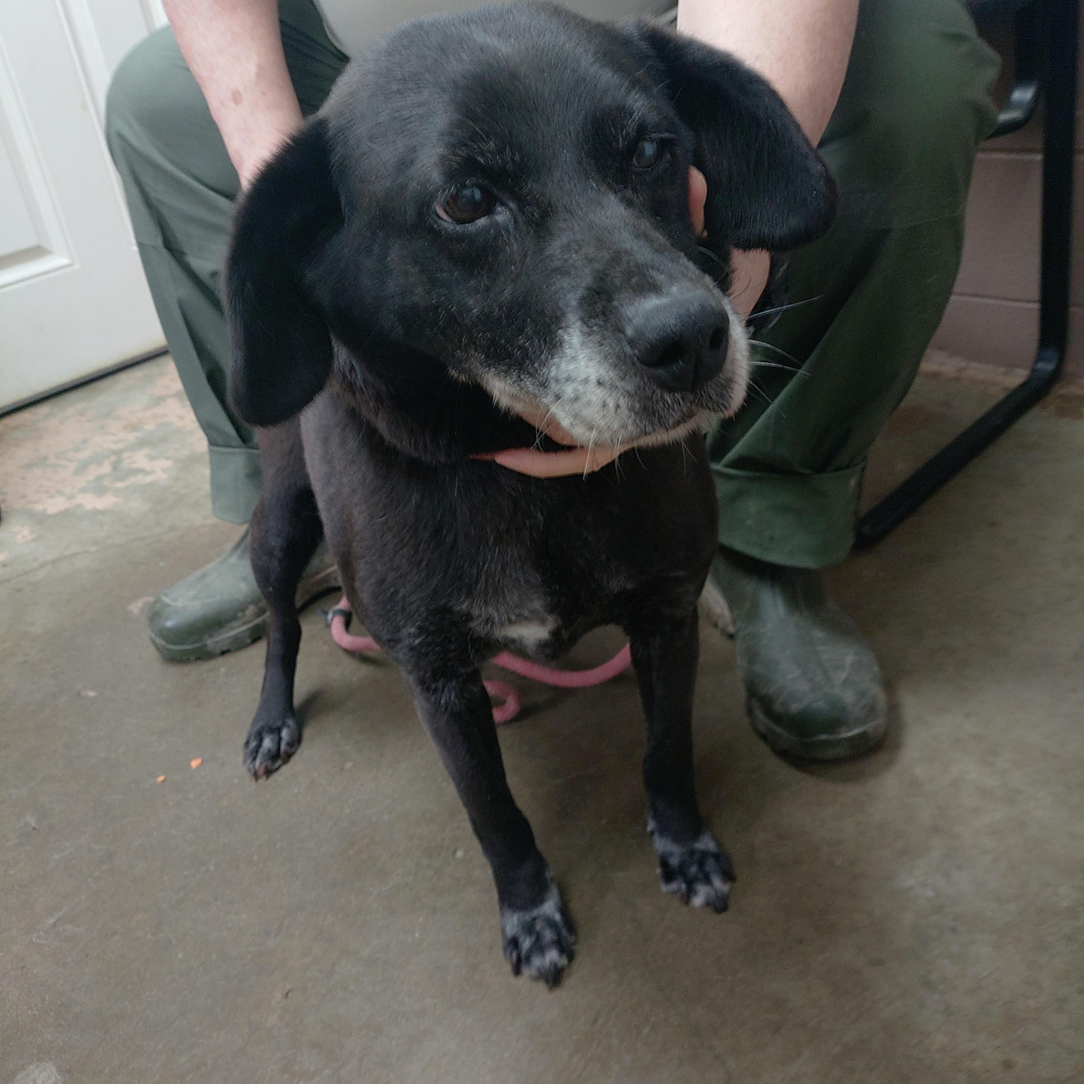 Enlarge 26-022, an adopted mixed breed in Carrollton, OH image 1/1