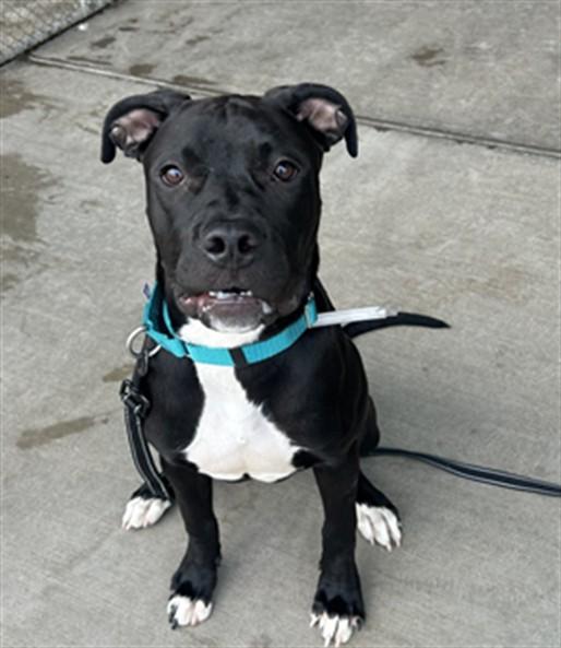 Enlarge BOSTON TEA, a Adoptable Pit Bull Terrier in Denver, CO image 1/1