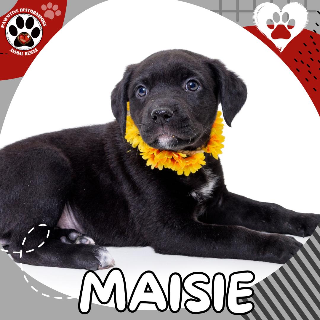 MAISIE ❤️, ADOPTABLE, Puppy Female Black Labrador Retriever & Catahoula Leopard Dog.