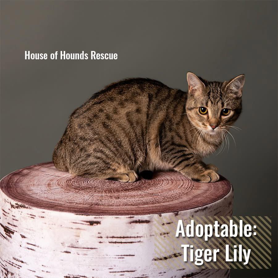 Enlarge Tiger Lilly BI, a Adoptable Domestic Short Hair in Clinton, MI image 1/3