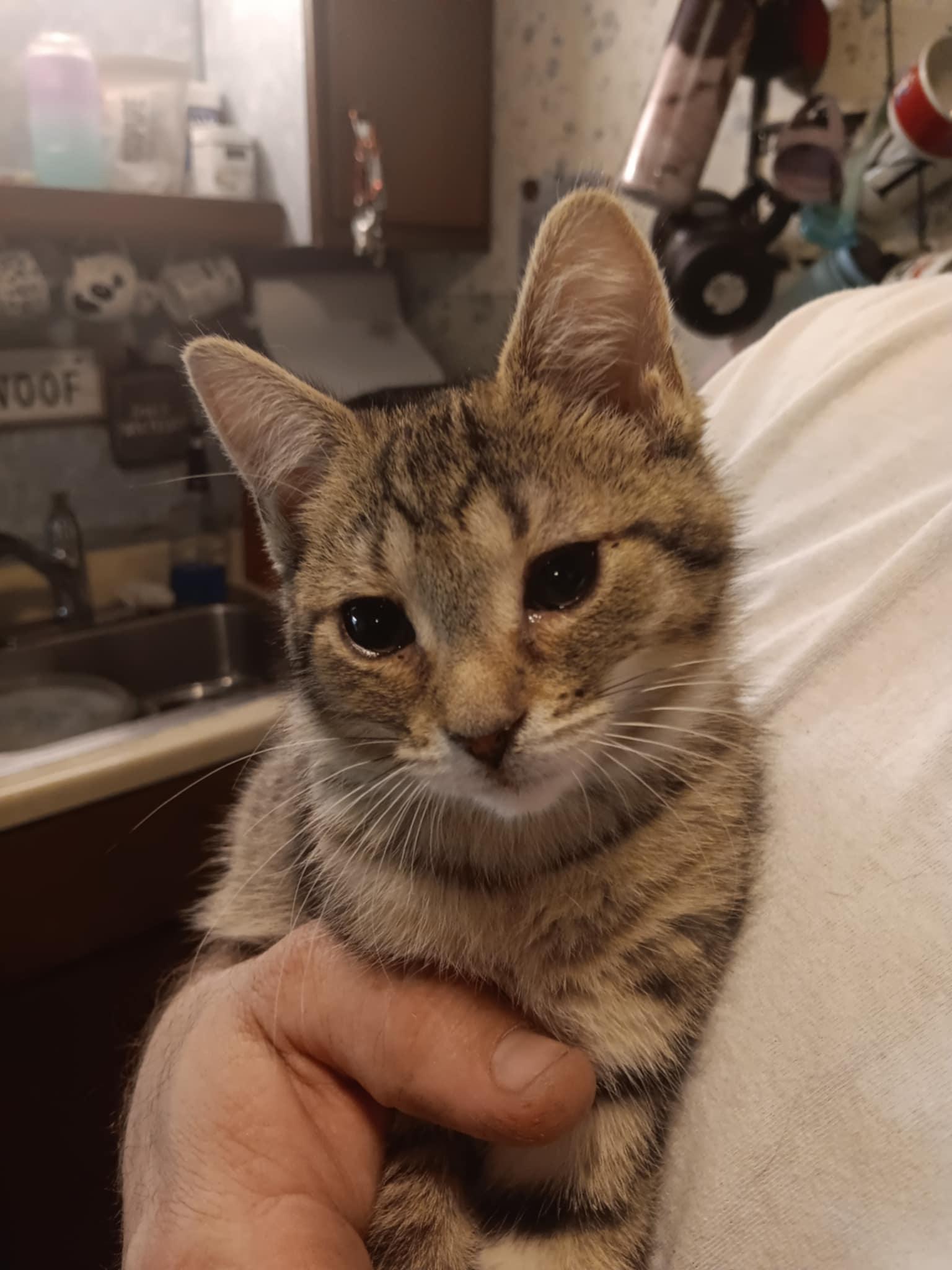 Tiger Lilly BI, Adoptable, Young Female Domestic Short Hair.