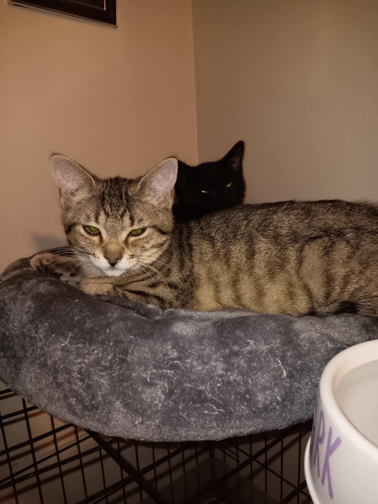 Enlarge Tiger Lilly BI, a Adoptable Domestic Short Hair in Clinton, MI image 2/3