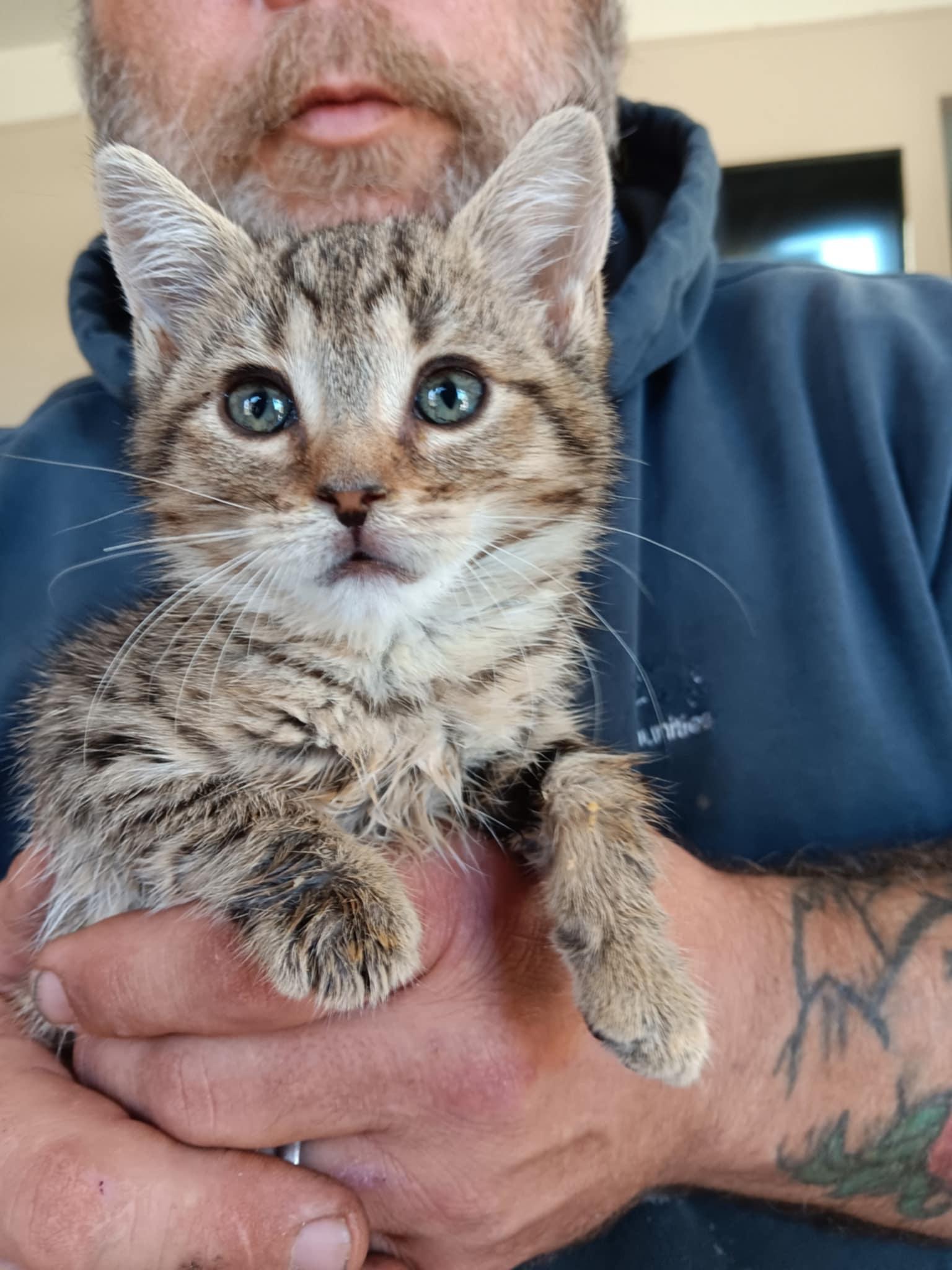 Enlarge Tiger Lilly BI, a Adoptable Domestic Short Hair in Clinton, MI image 3/3