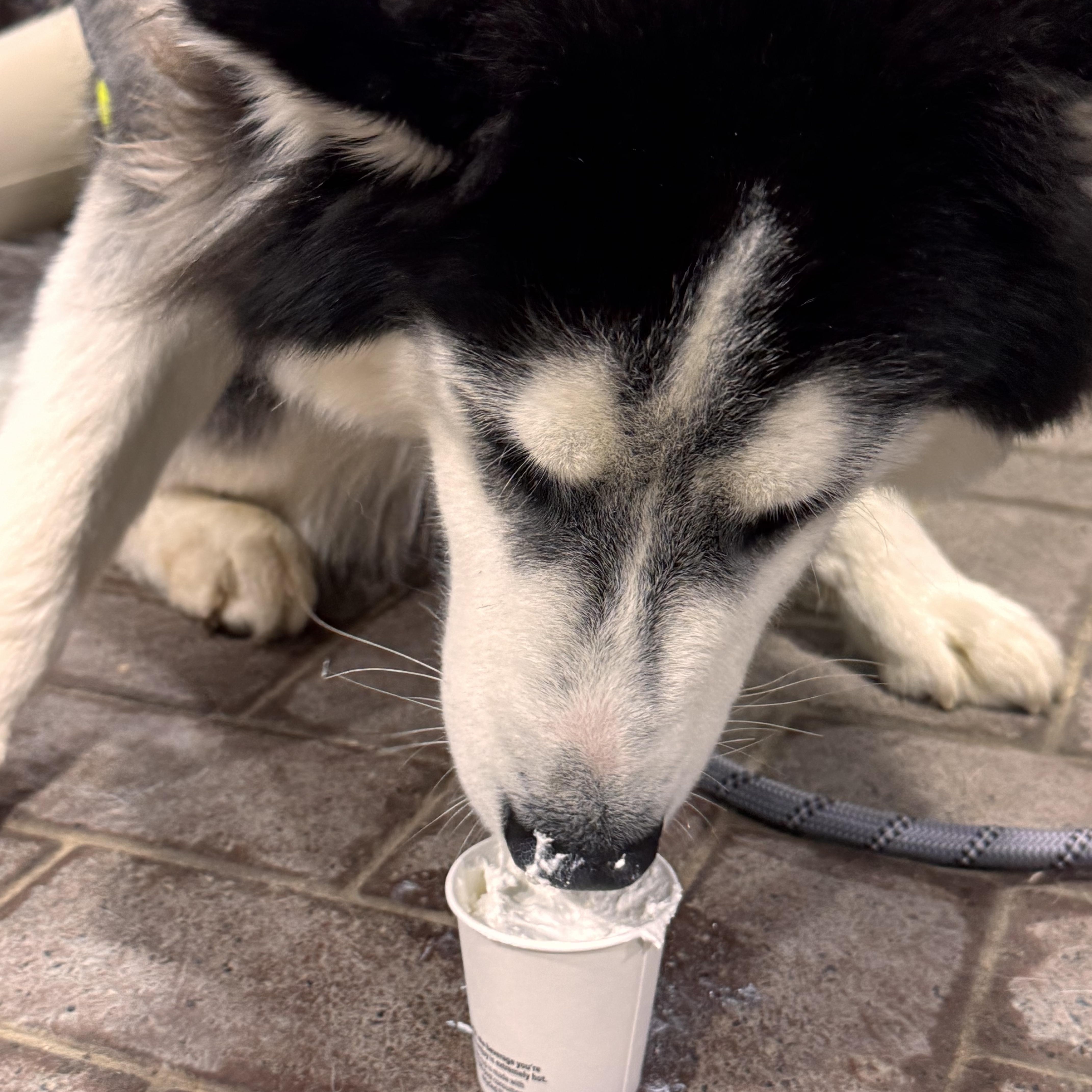Enlarge HERCULES, a ADOPTABLE Siberian Husky in Wilmington, OH image 4/4