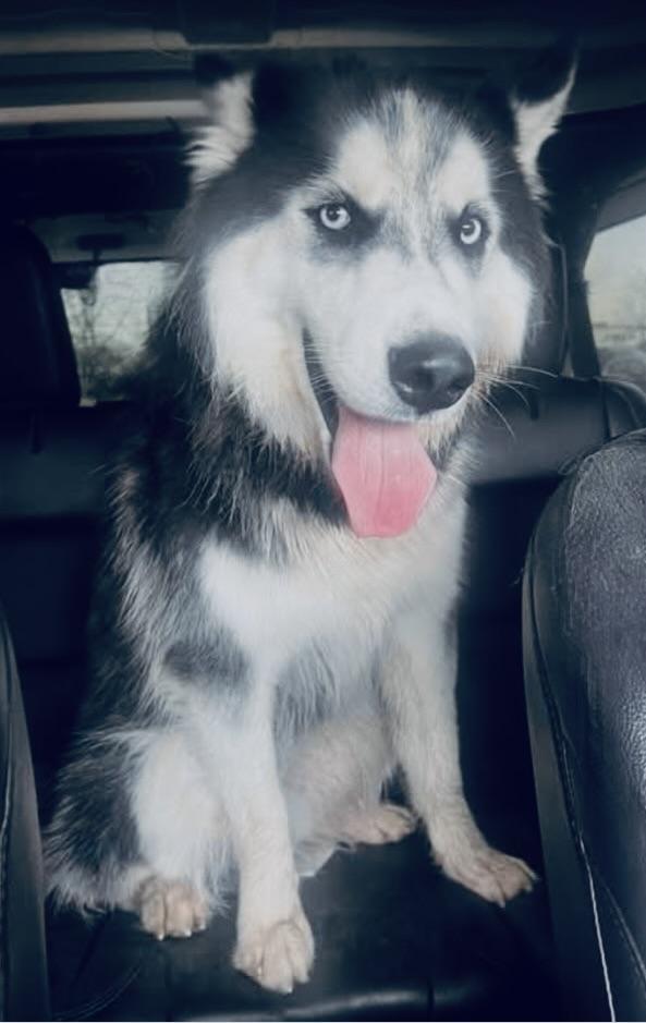 Enlarge HERCULES, a ADOPTABLE Siberian Husky in Wilmington, OH image 1/1