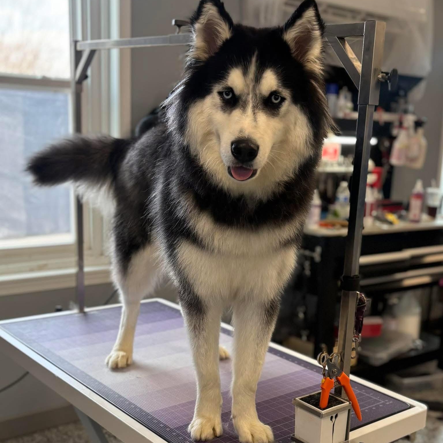 Enlarge HERCULES, a ADOPTABLE Siberian Husky in Wilmington, OH image 2/4