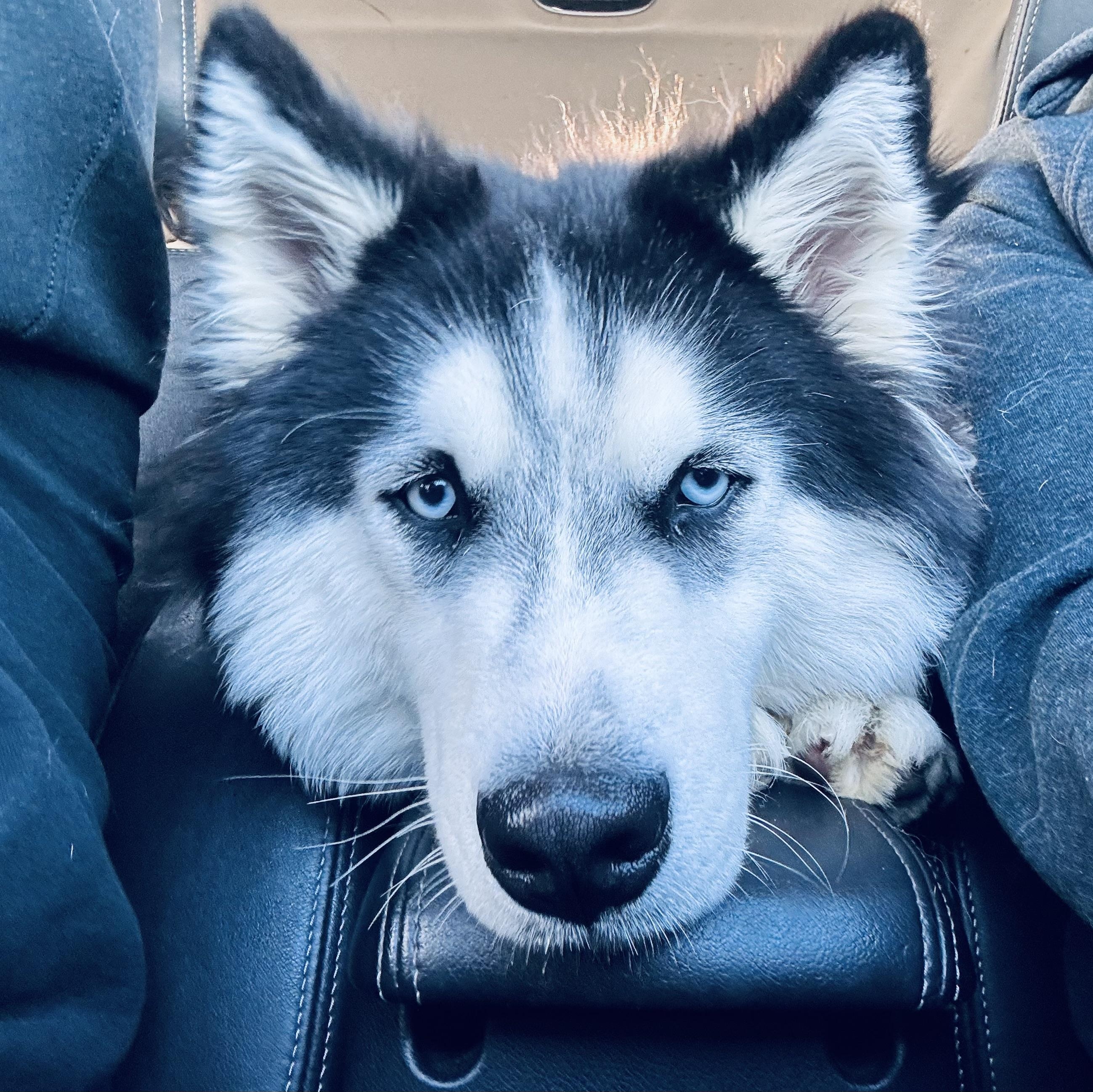HERCULES, ADOPTABLE, Young Male Siberian Husky.