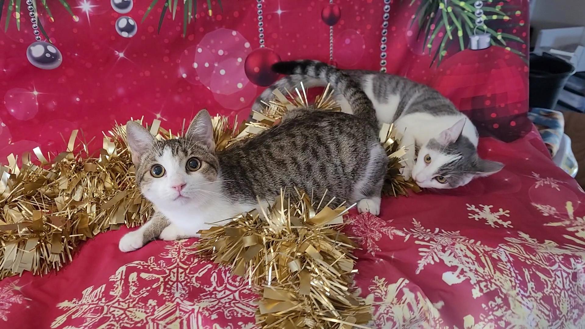 RASCAL, Adoptable, Young Male Tabby & Domestic Short Hair.