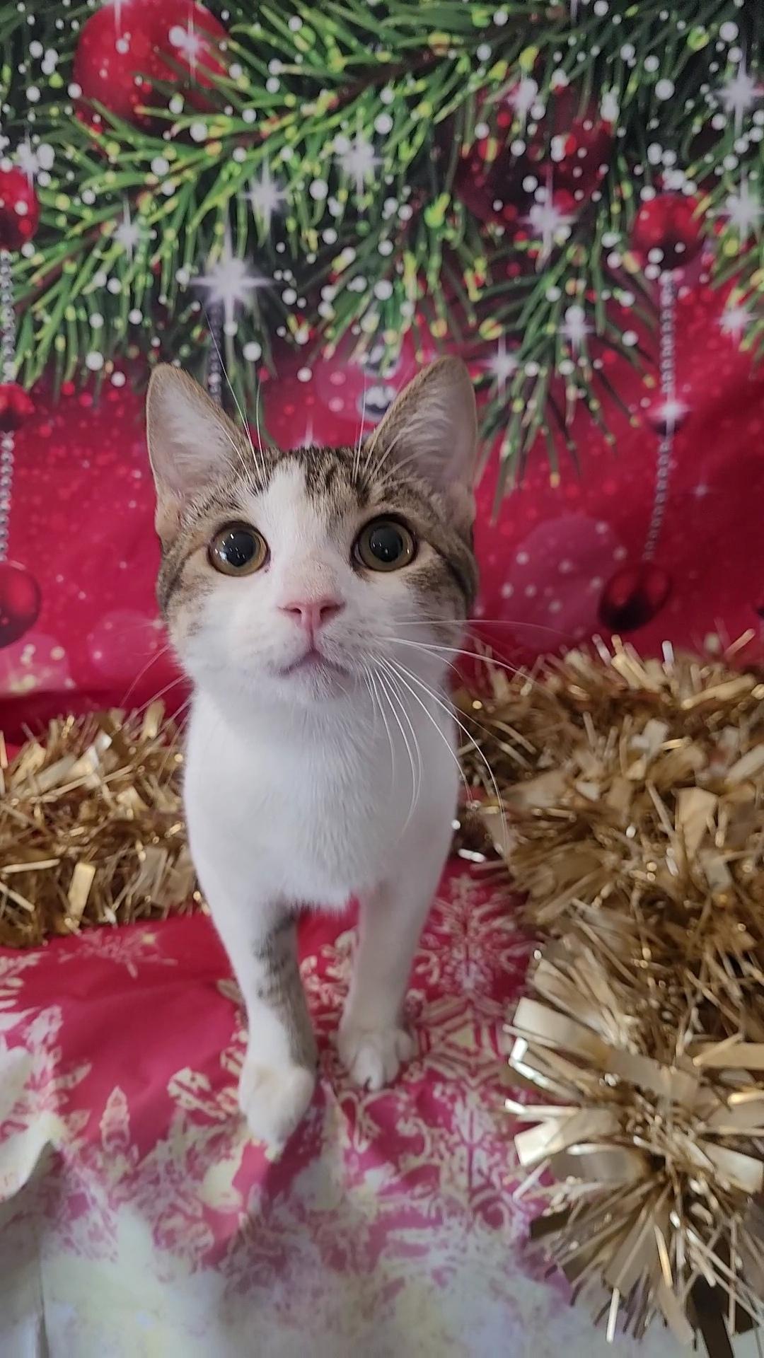 RASCAL, a Adoptable mixed breed in Escalon, CA image 4/6