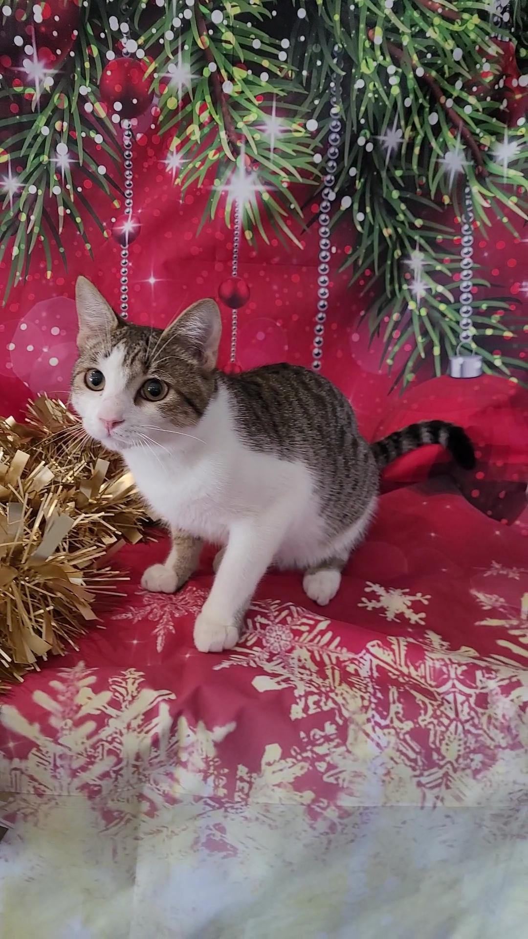 RASCAL, a Adoptable mixed breed in Escalon, CA image 5/6