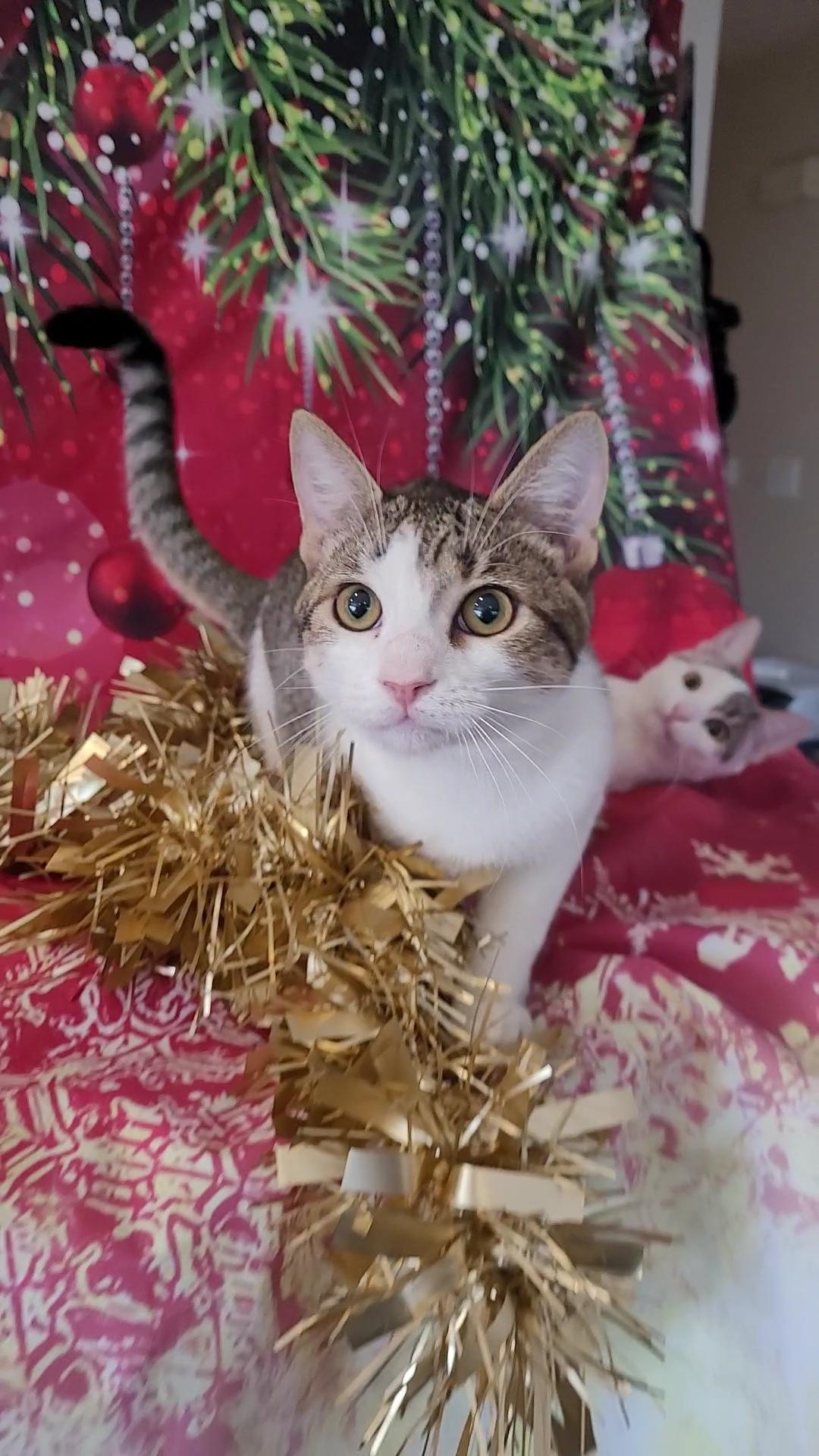 RASCAL, a Adoptable mixed breed in Escalon, CA image 6/6