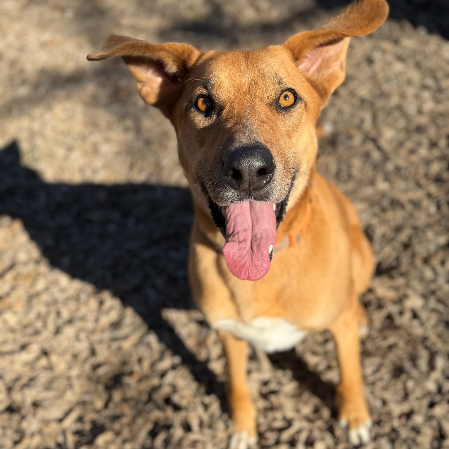 Garrett, Adoptable, Adult Male Labrador Retriever.