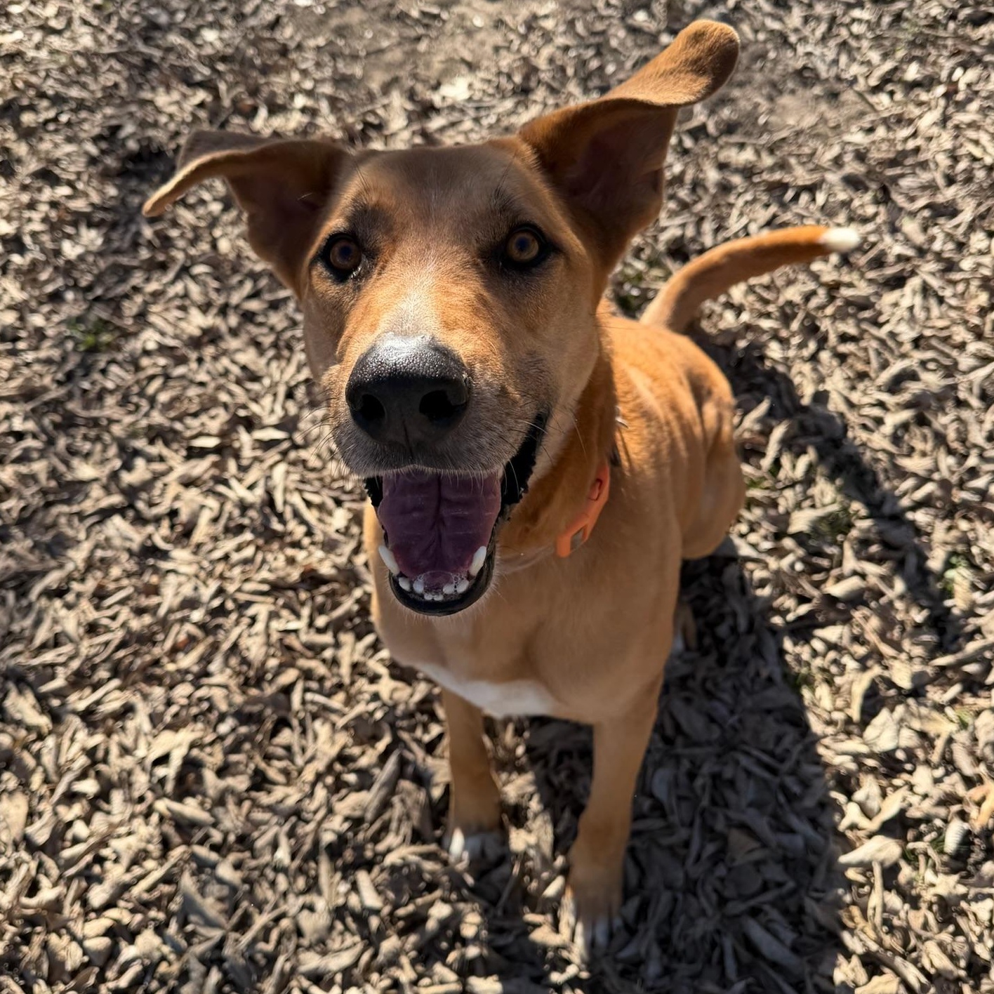 Enlarge Garrett, a Adoptable mixed breed in Sherman, TX image 2/3