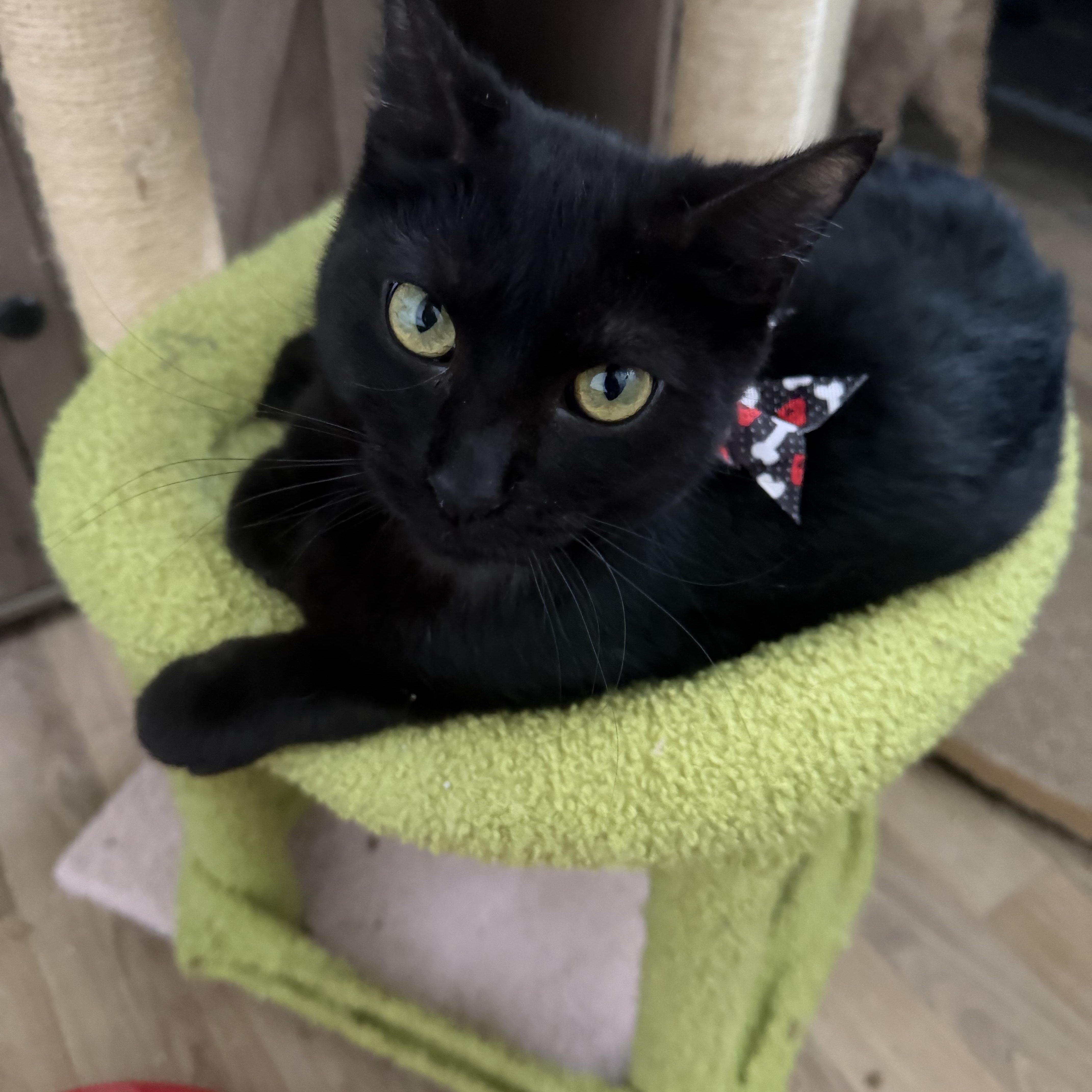 Lynol, ADOPTABLE, Young Male Domestic Short Hair.