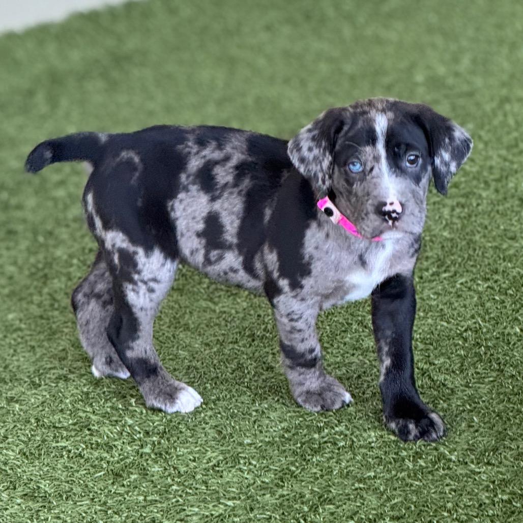 ALI, Adoptable, Puppy Female Plott Hound & Redbone Coonhound.