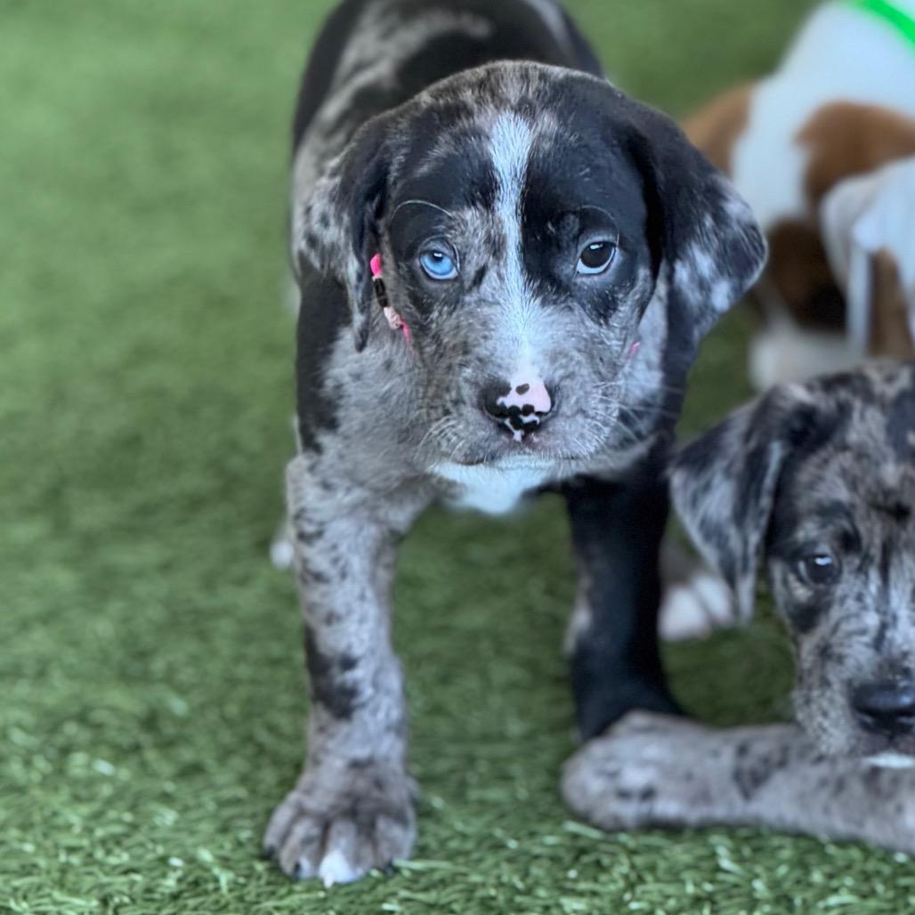 Enlarge ALI, a Adoptable mixed breed in Wellington, FL image 2/2