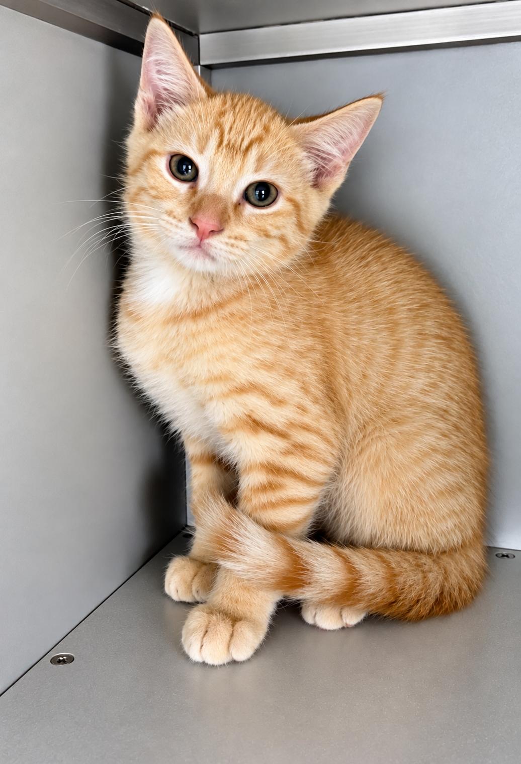 Rasheed, Adoptable, Young Male Domestic Short Hair.