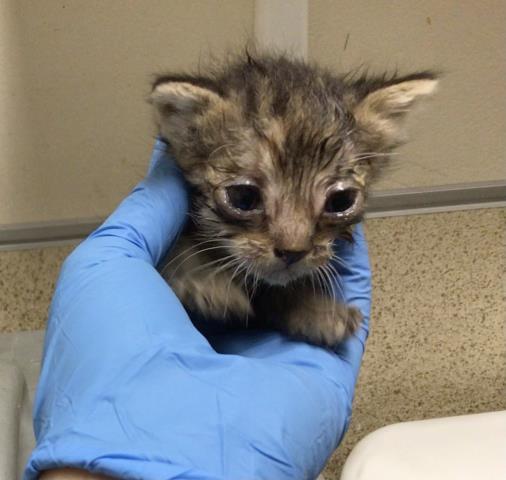 ALLY — thumbnail 2