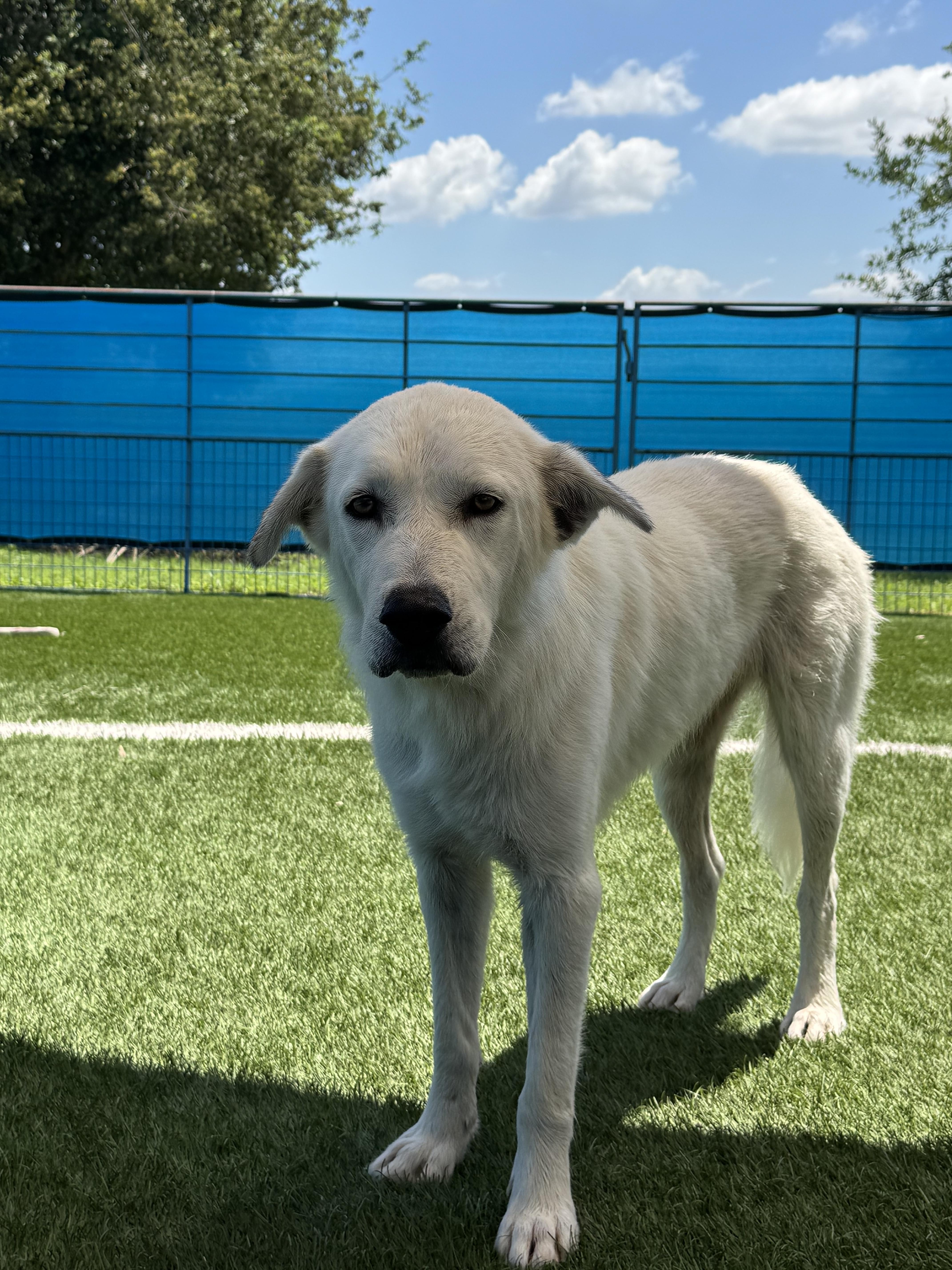 Aspen, an adopted mixed breed in Kenedy, TX image 2/3