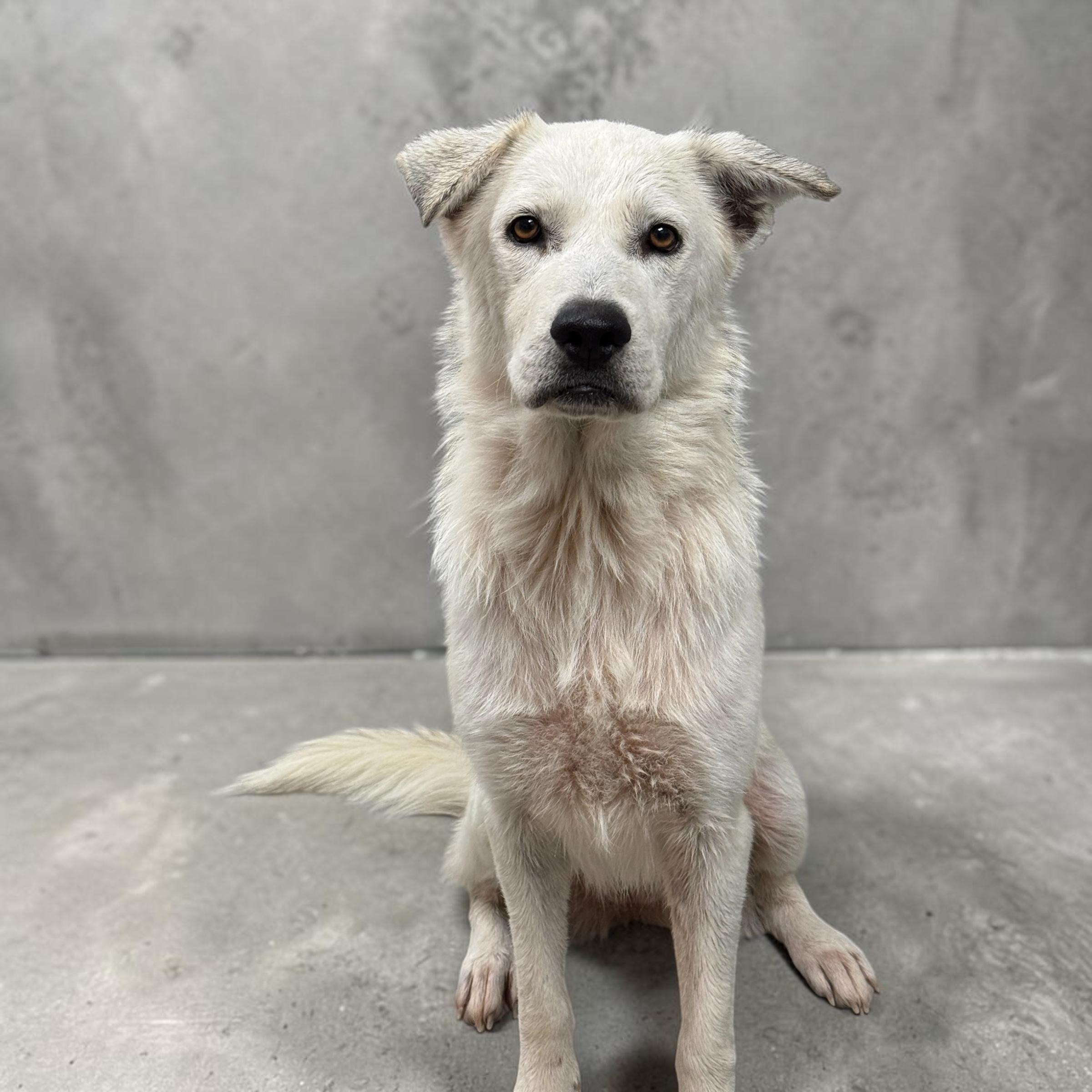 Aspen, an adopted mixed breed in Kenedy, TX image 3/3