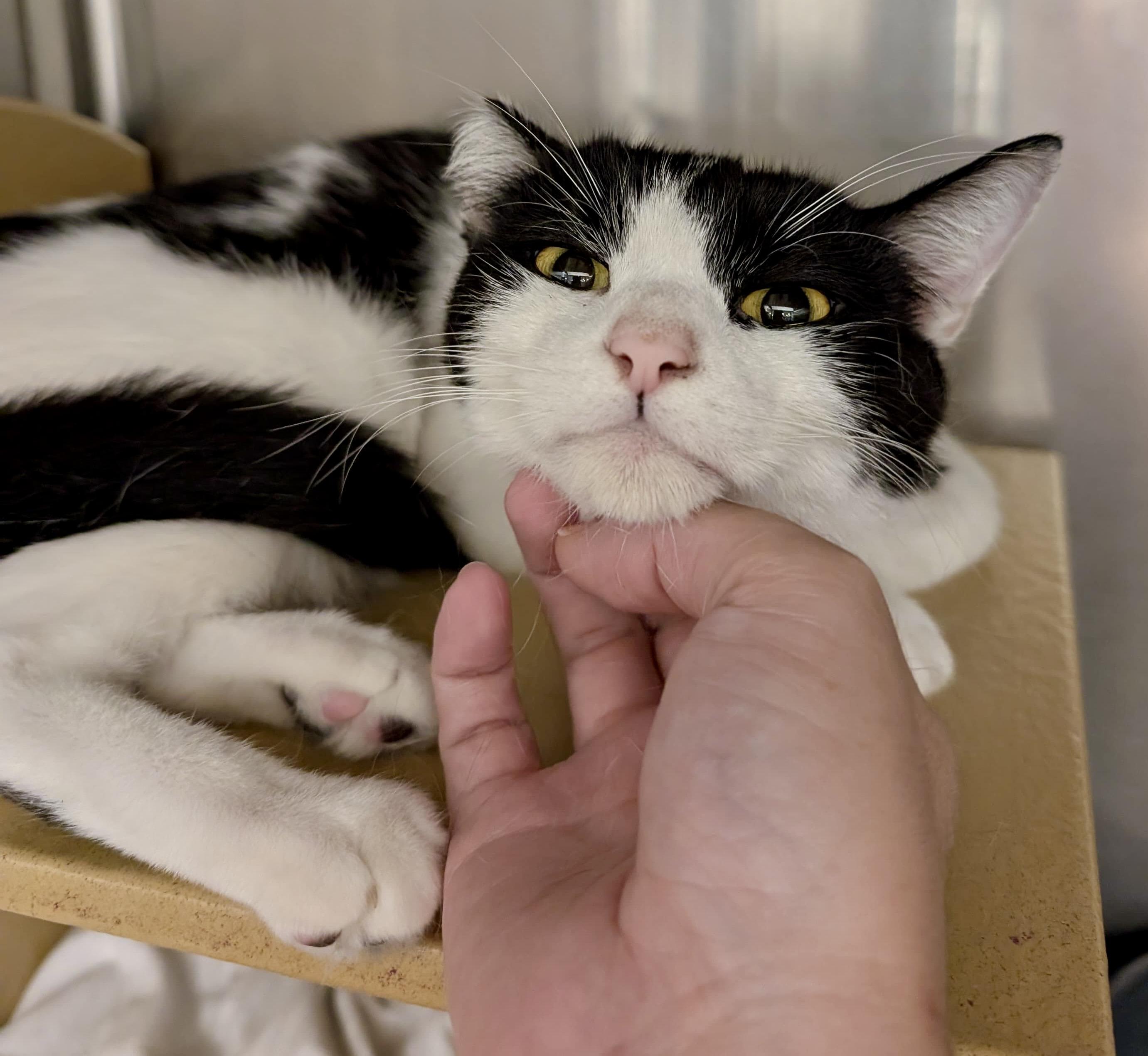 Enlarge Ozark, an adoptable Domestic Short Hair in San Juan Capistrano, CA image 1/3