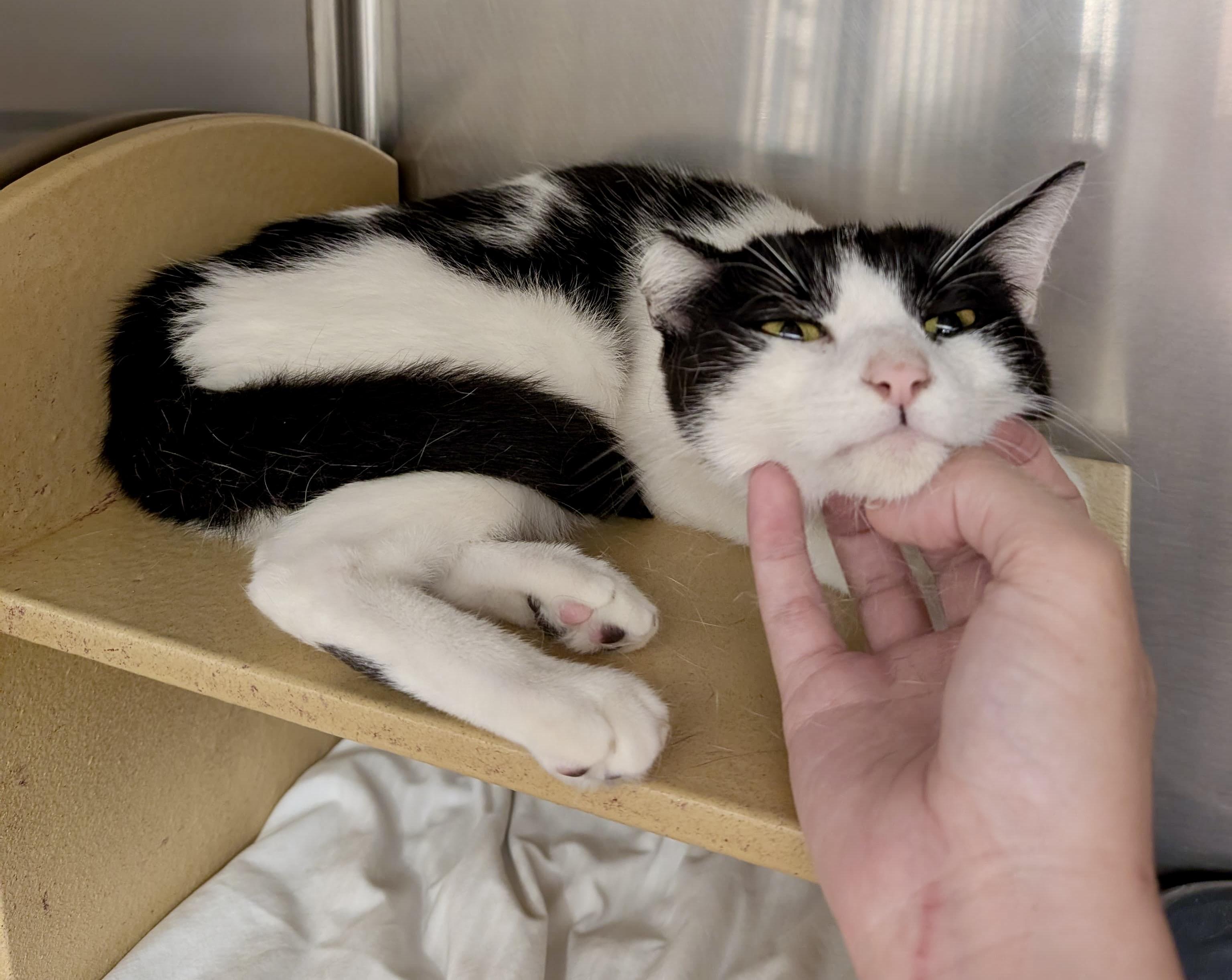 Enlarge Ozark, an adoptable Domestic Short Hair in San Juan Capistrano, CA image 2/3