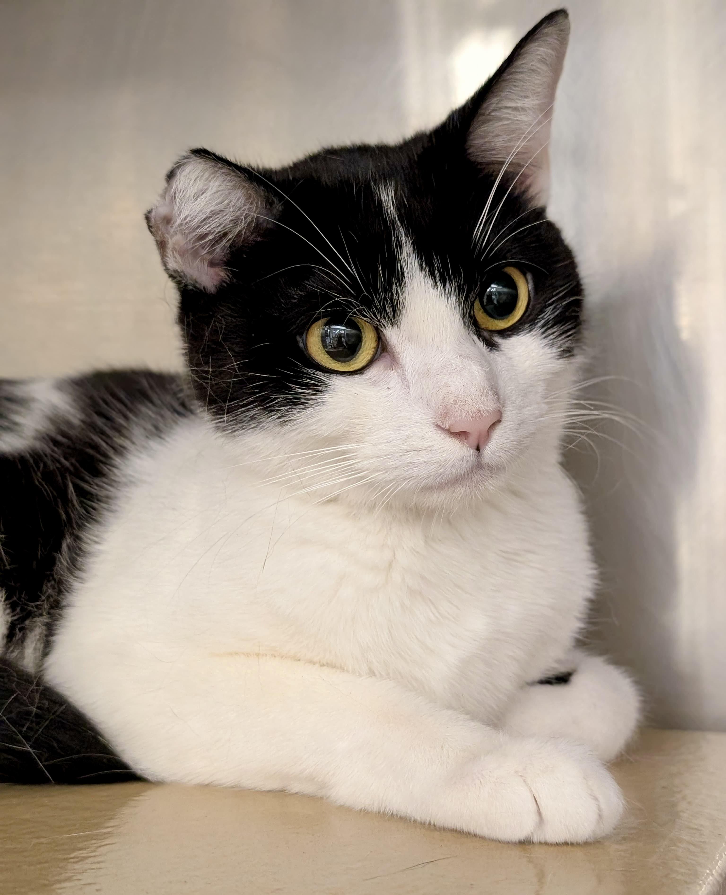 Enlarge Ozark, an adoptable Domestic Short Hair in San Juan Capistrano, CA image 3/3