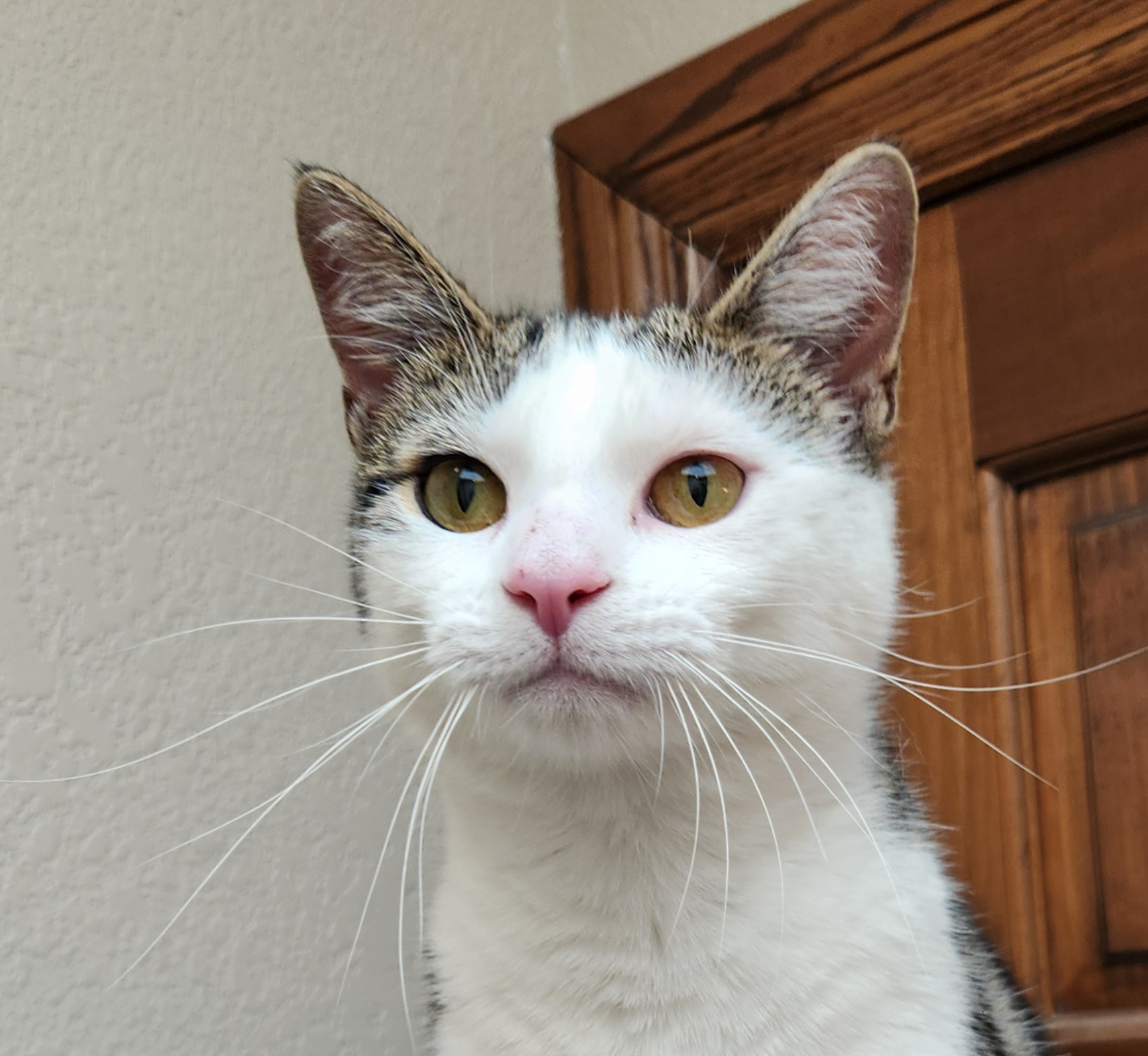 Pam, a Adoptable Domestic Short Hair in Oklahoma City, OK image 1/6