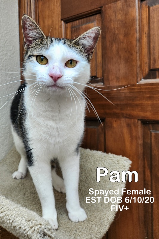 Pam, a Adoptable Domestic Short Hair in Oklahoma City, OK image 6/6