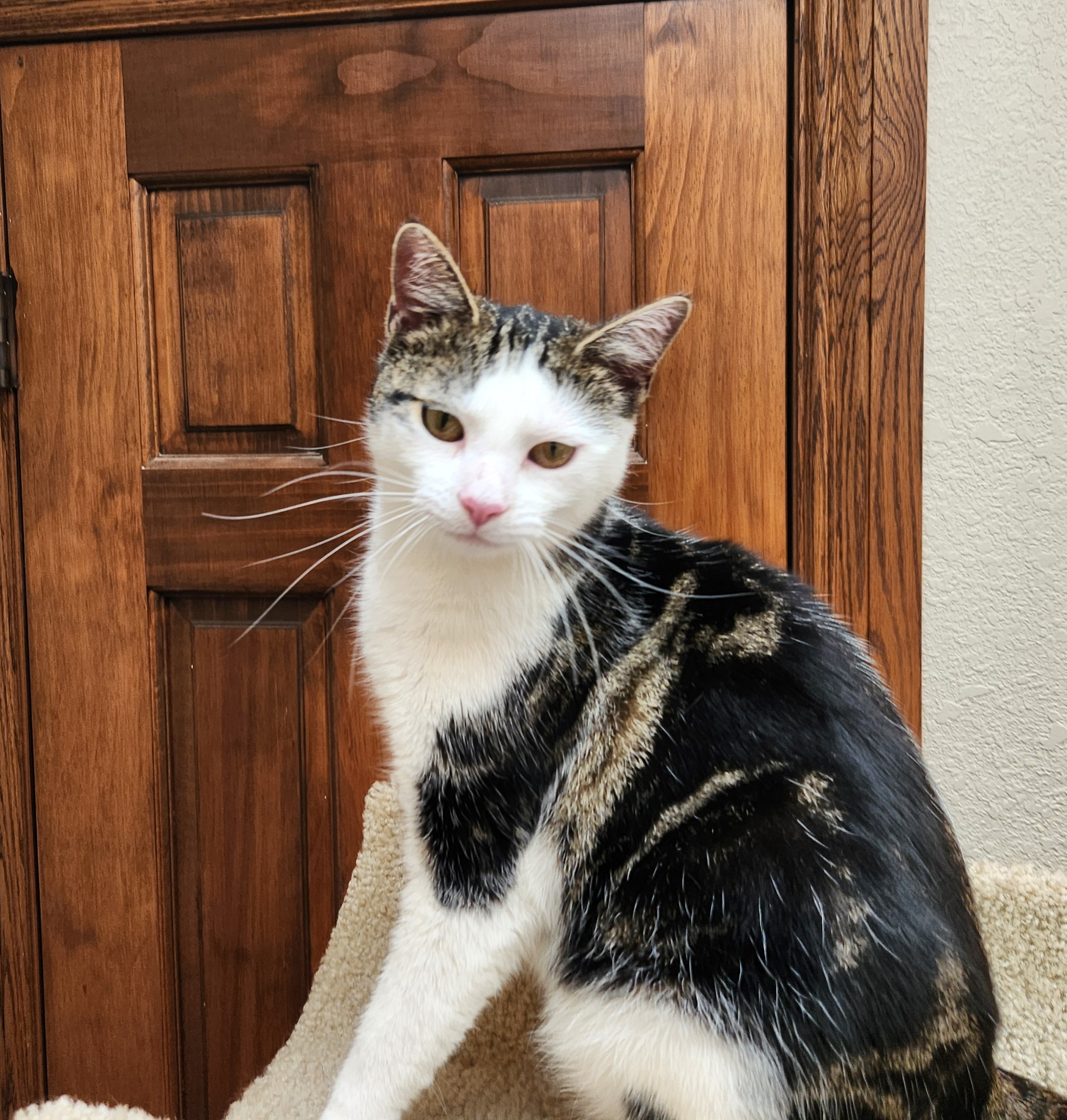 Pam, a Adoptable Domestic Short Hair in Oklahoma City, OK image 4/6